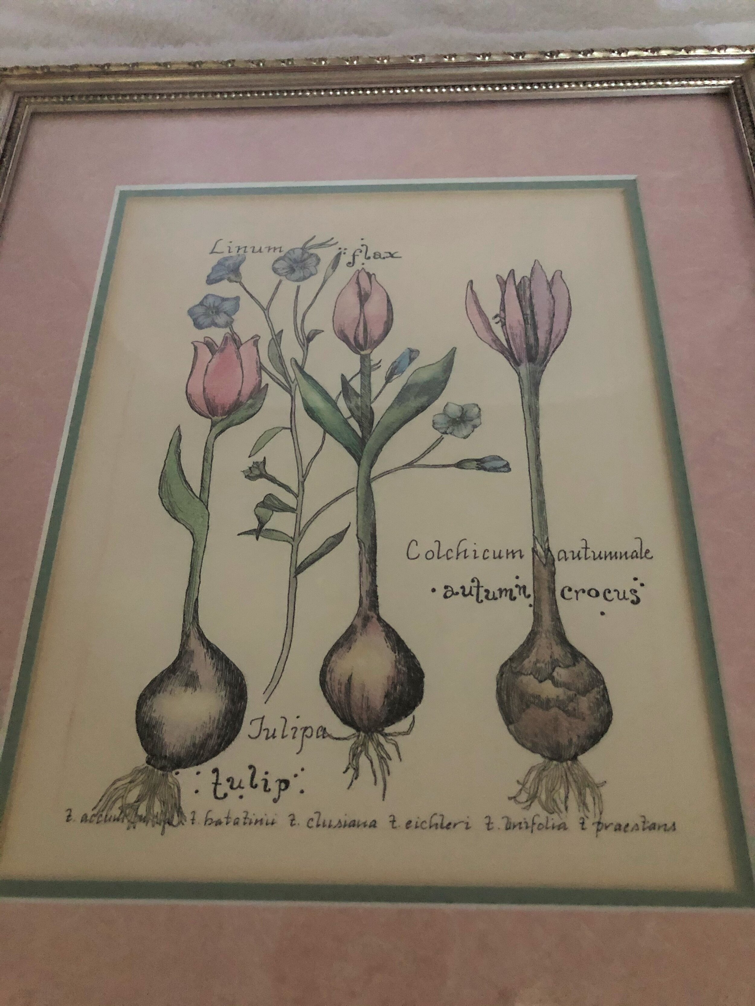 Tulip Print 2.jpg