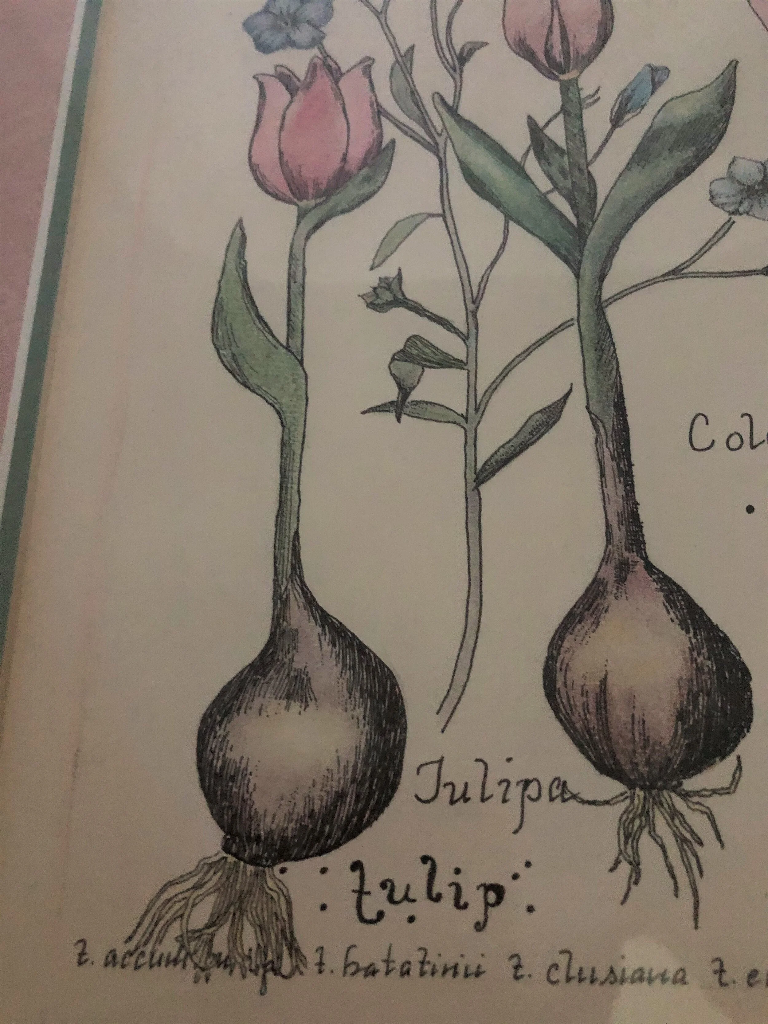 Tulip Print 4.jpg