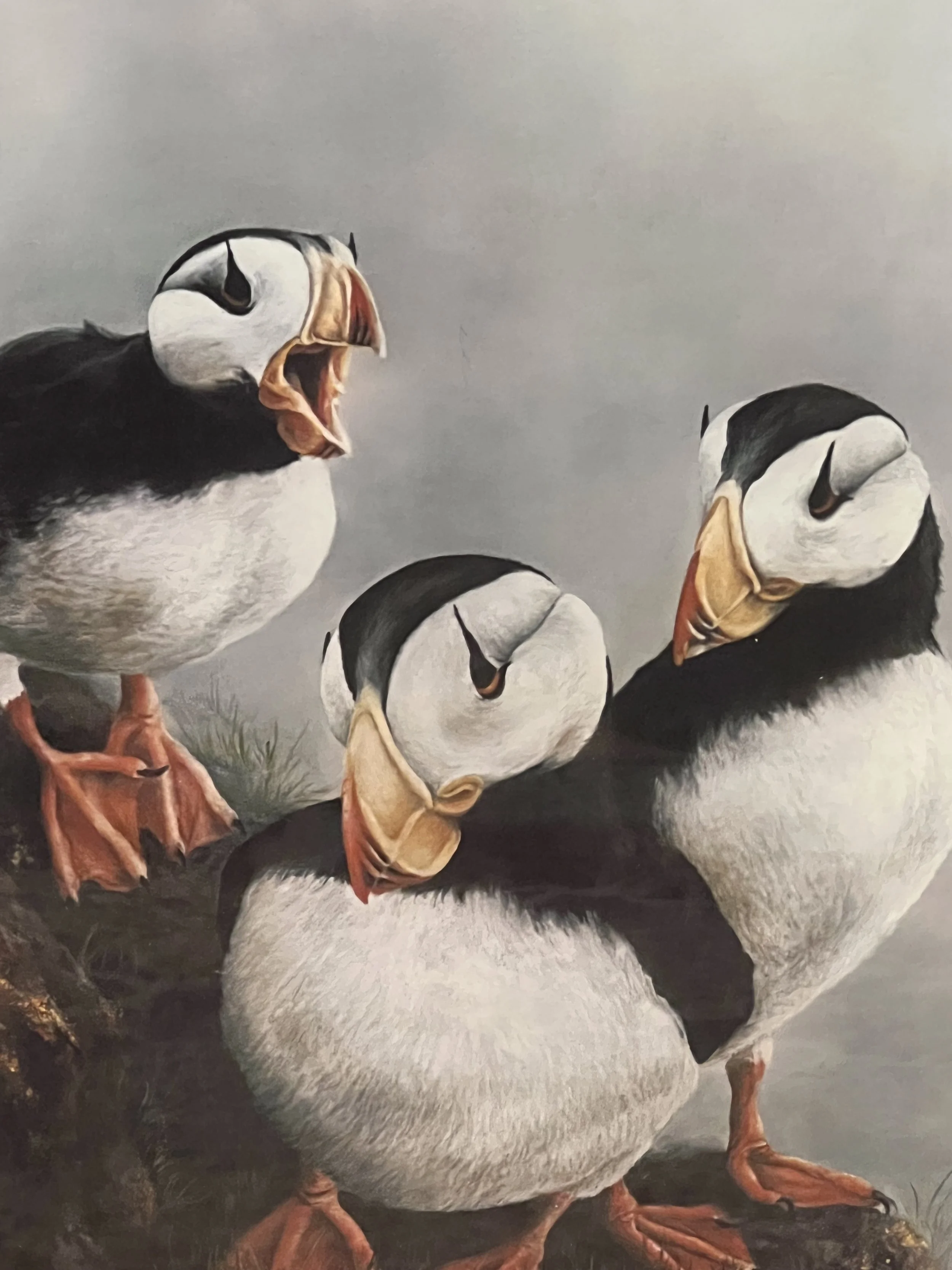 3 Bird Print Puffins4.jpeg