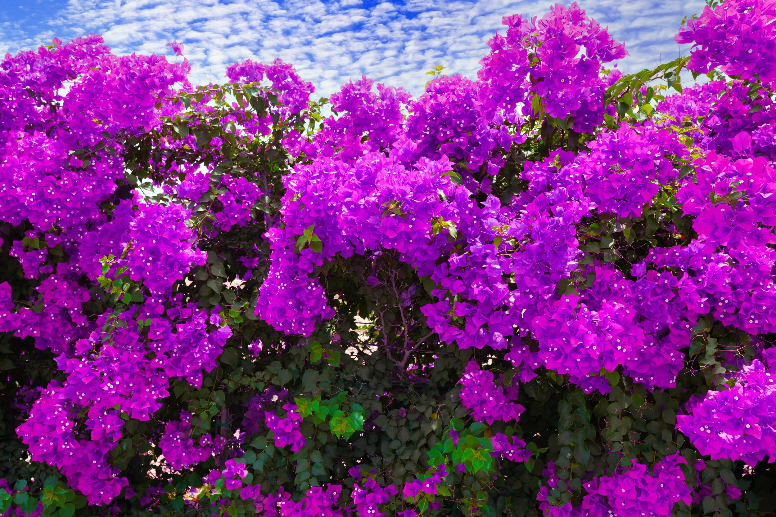 FLOWERS SUB 20.jpg