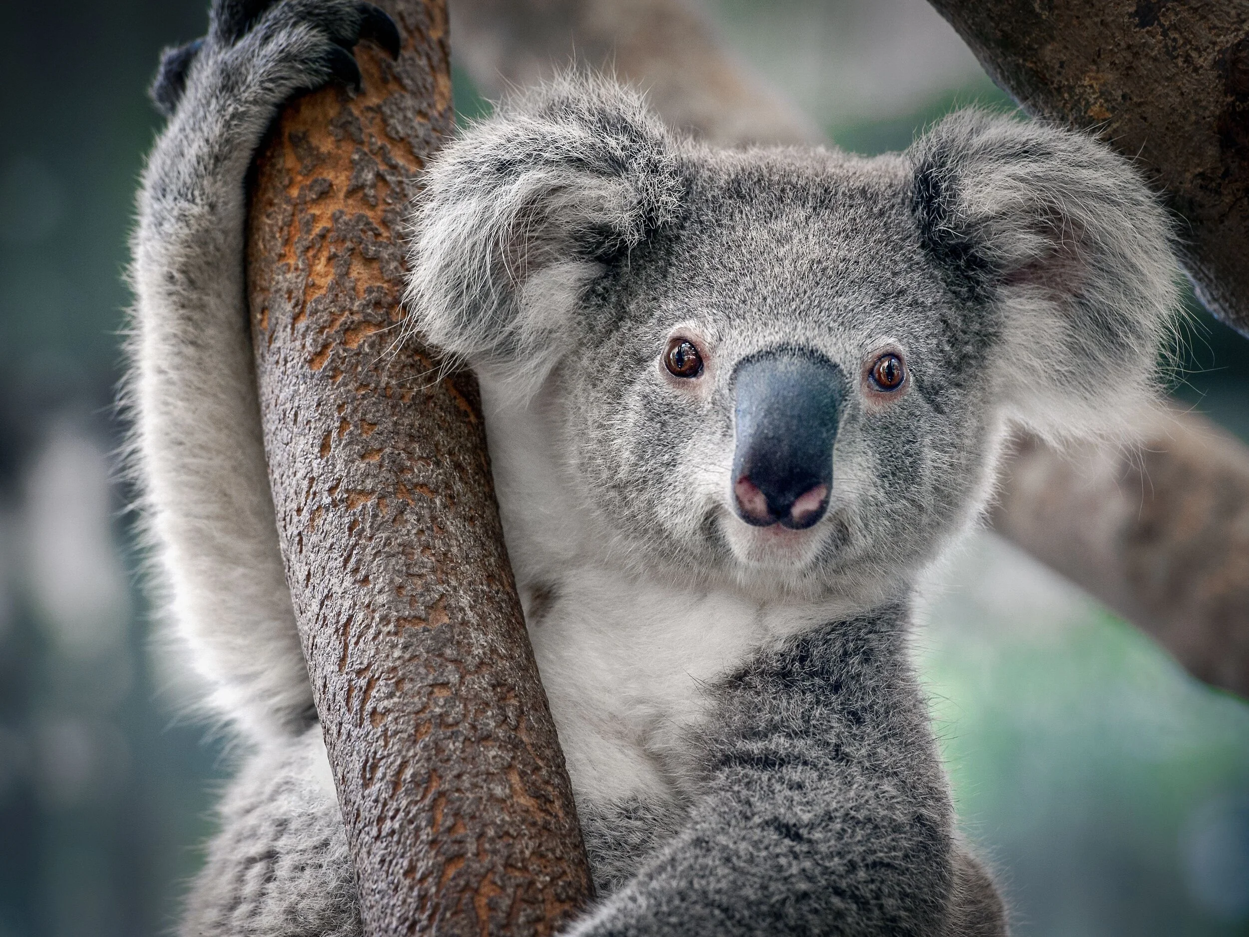 __opt__aboutcom__coeus__resources__content_migration__mnn__images__2019__05__koala-0f87652acc244db2ba7d2e231c868f16.jpg