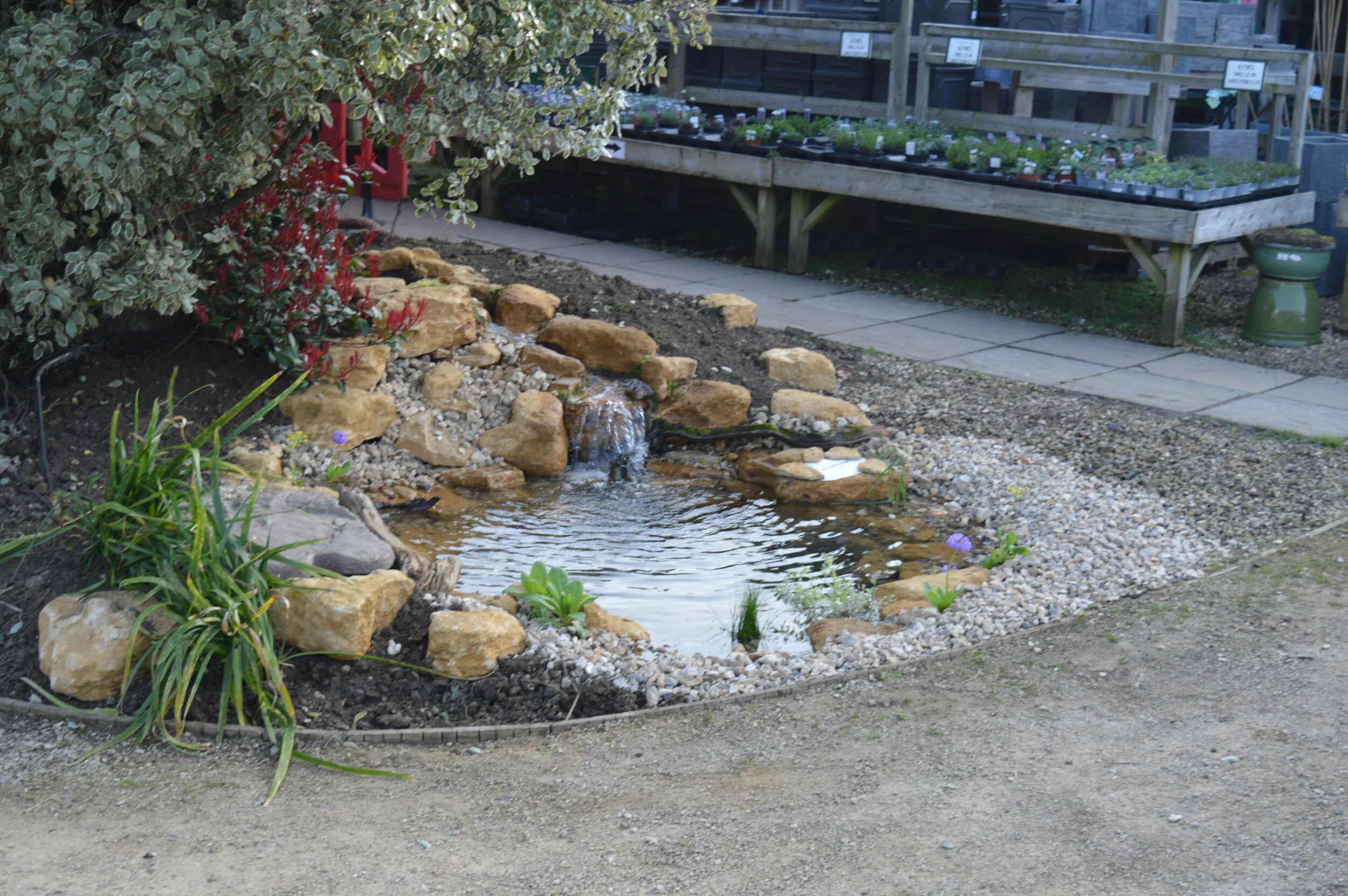 Display Pond at Groves Nursery and Garden Centre Bridport Dorset