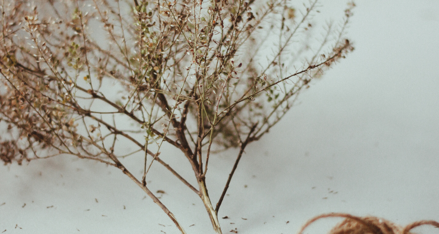 Side effects of accutane