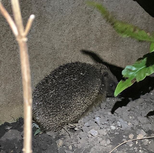 Snuffling hedgehogs in the garden most nights this week 😊🦔🦔