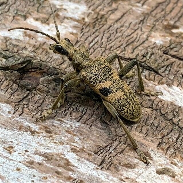 ‪Ella made an amazing find in mascalls wood yesterday eve. Black spotted longhorn beetle (Rhagium mordax). Apparently, scarce but widespread. Thanks to Tom again for the ID. Has been recorded for the national records 😊😁 @SomersetWT @Buzz_dont_tweet