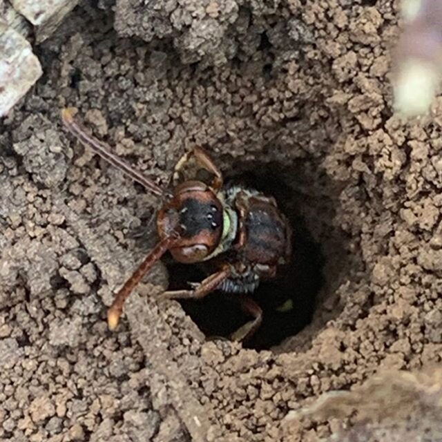 Had a fascinating little nature moment up the woods yesterday. Isaac spotted a solitary miner bee disappearing down its tiny burrow just as we&rsquo;d seen in the garden. A few seconds later, it was followed by this little chap. As we watched, it hea