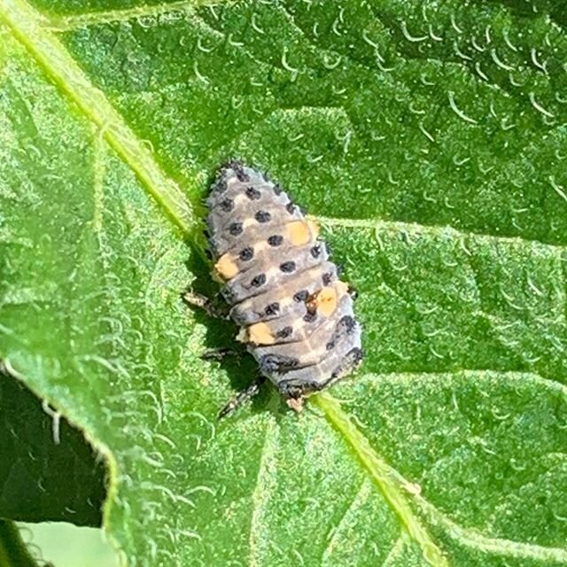 4 stages of the 7 spot ladybird in the garden :)