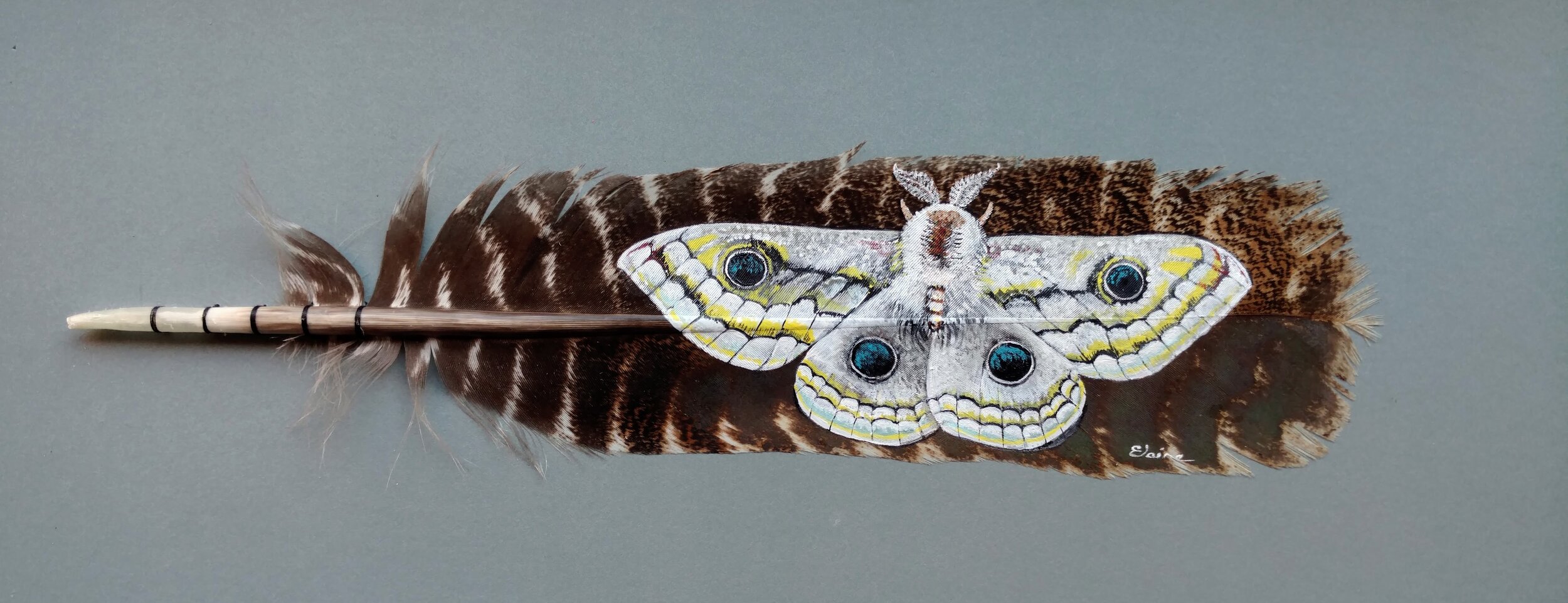 Emperor Moth, On Wild Turkey Feather