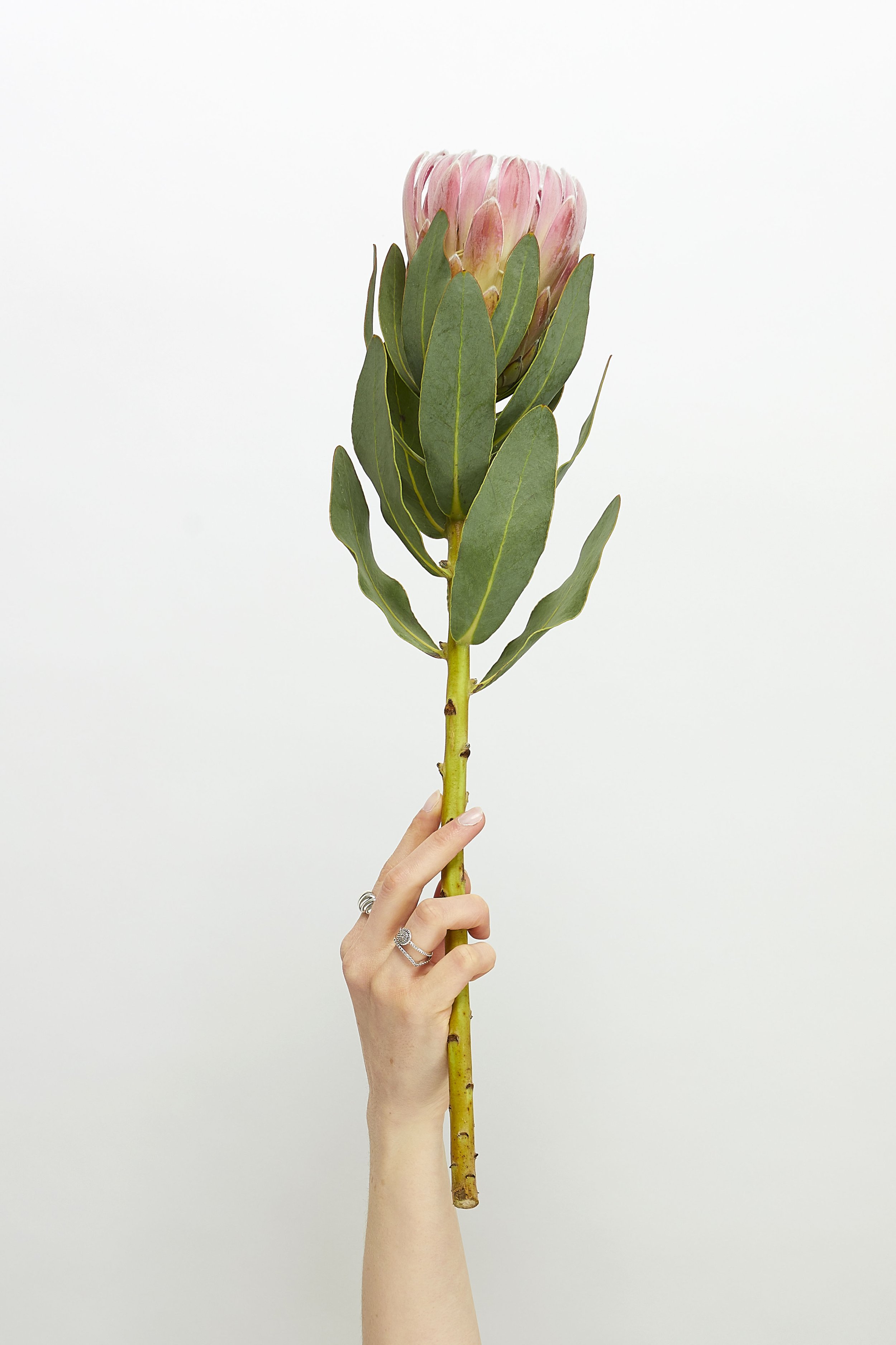 Hand posing with flowers in a photography studio. Editorial style photography with bright clean lighting. Simple composition flower and hand.
