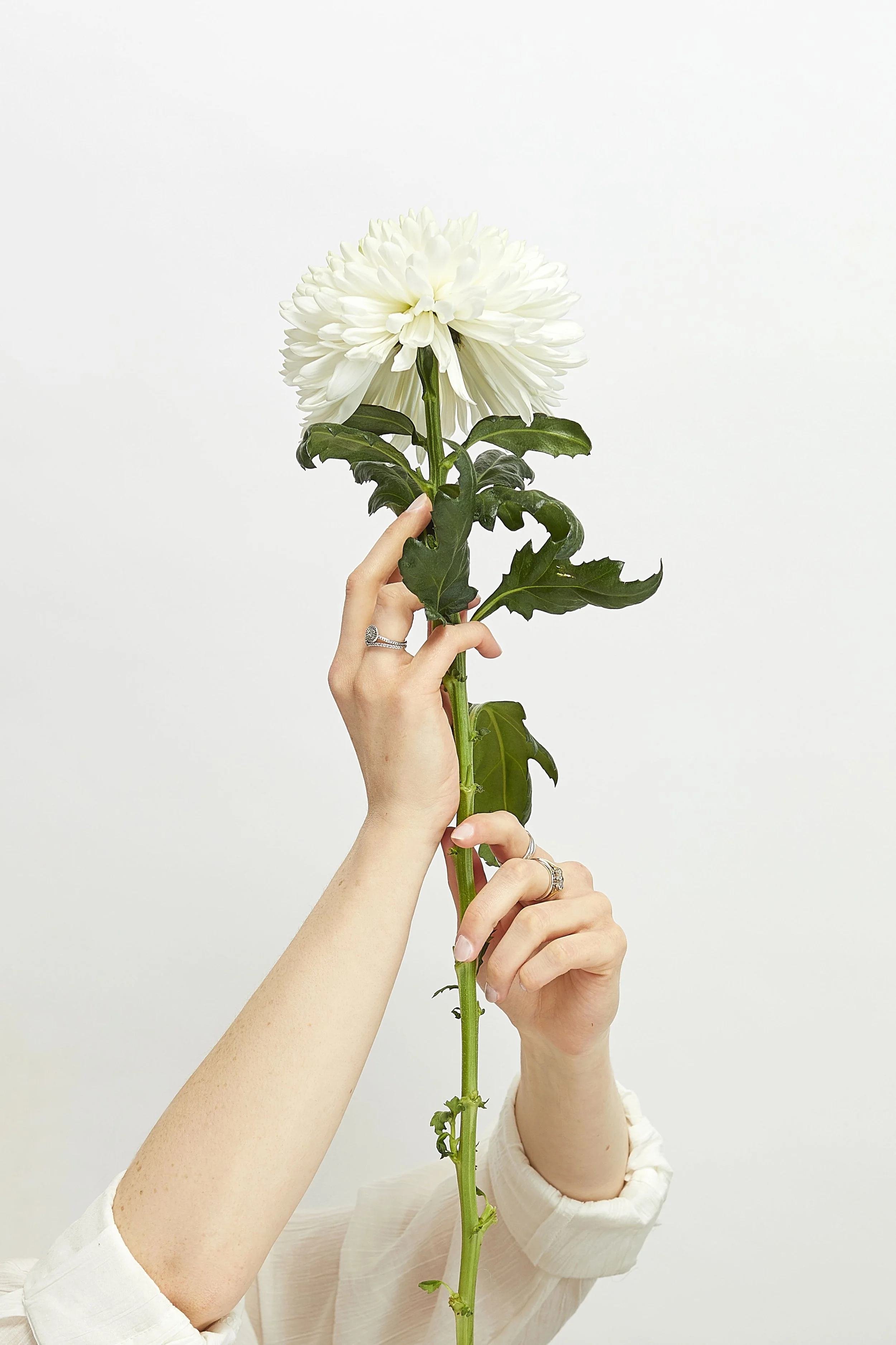 Hand posing with flowers in a photography studio. Editorial style photography with bright clean lighting. Simple composition flower and hand