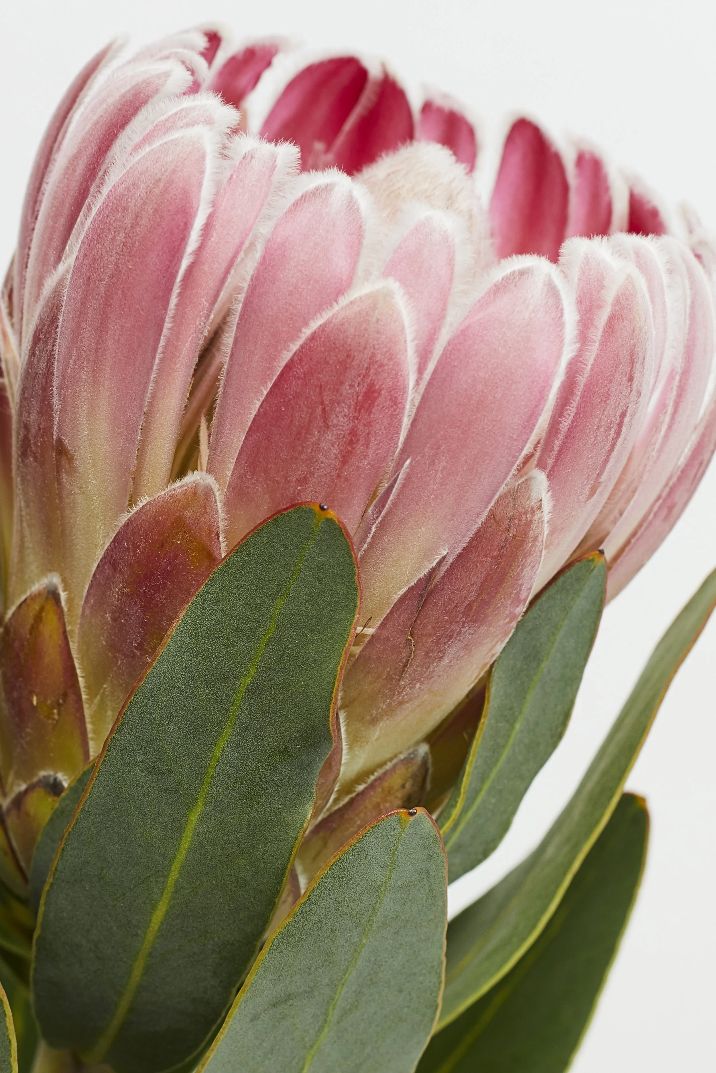 Floral display still life photography. Close up of a single flower with a soft focus. Photographed in a studio with a white background and studio flash lighting.
