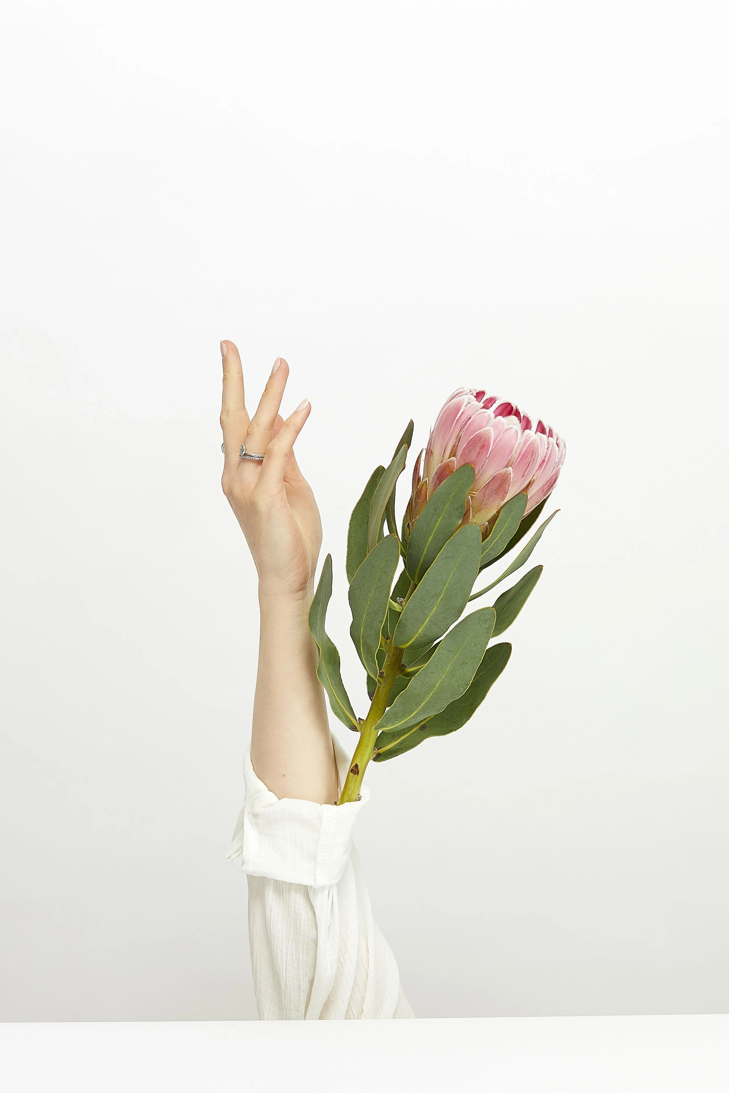 Hand posing with flowers in a photography studio. Editorial style photography with bright clean lighting. Simple composition flower and hand