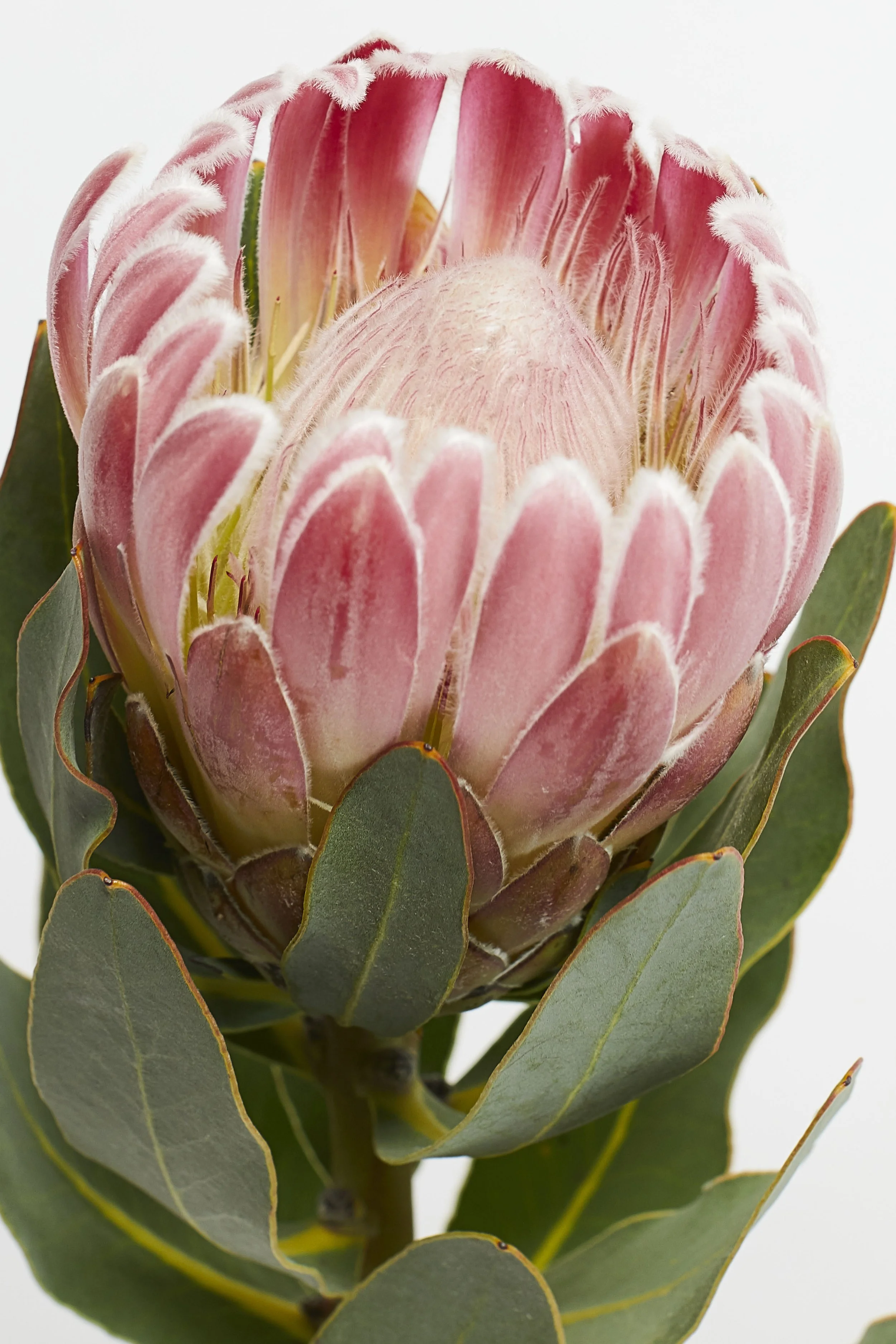 Close up still life of flower, macro focus on petal detail of a single flower in a photography studio
