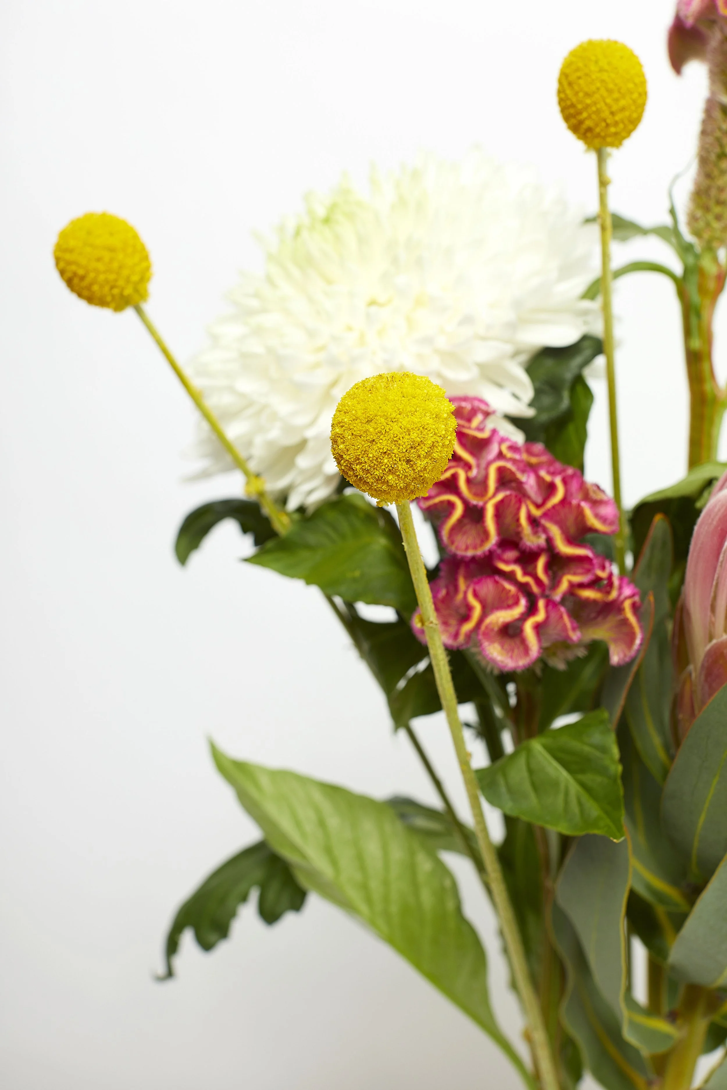 Floral display still life photography. Close up of flower arrangement with a soft focus. Photographed in a studio with a white background and studio flash lighting.