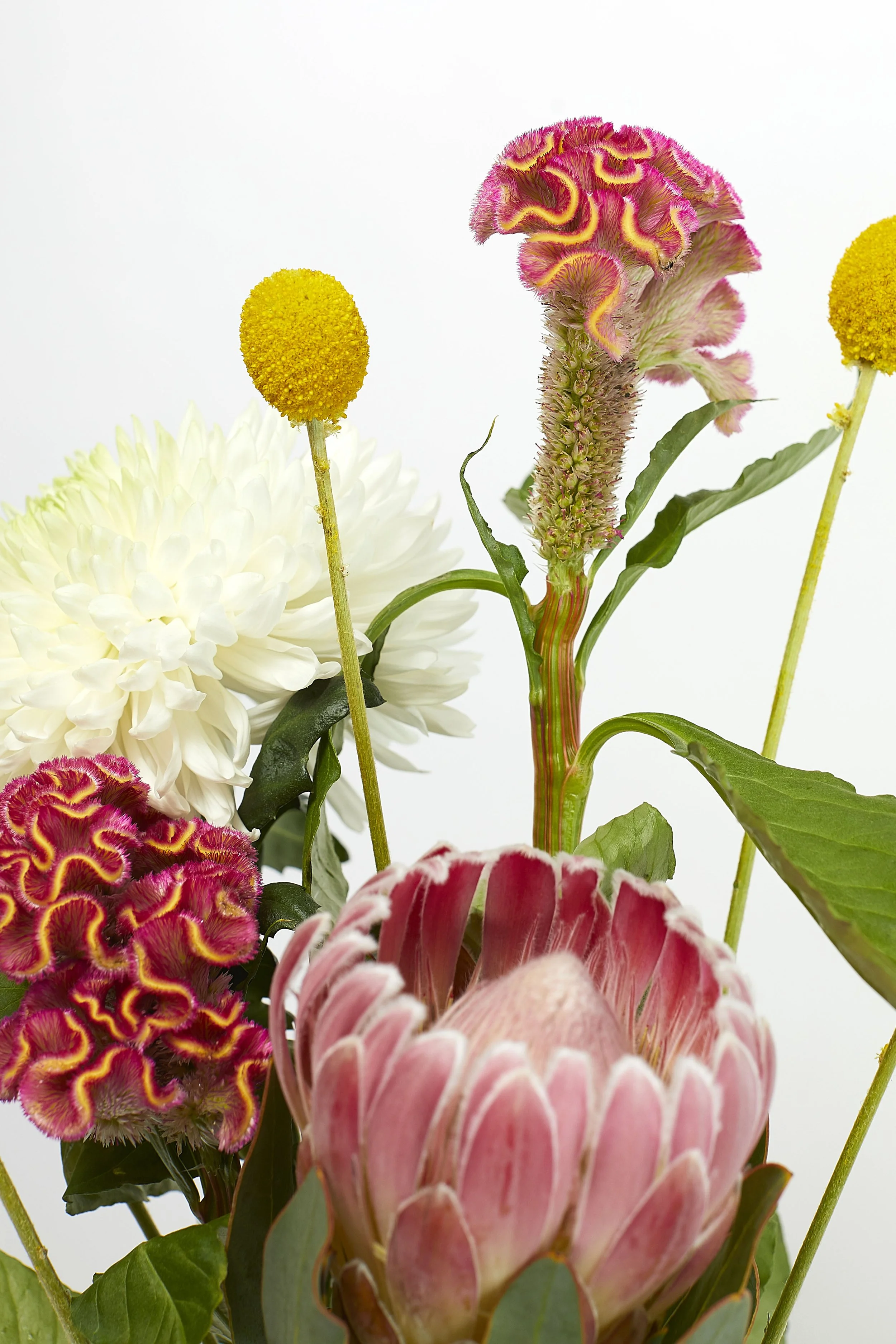 Floral display still life photography. Close up of flower arrangement with a soft focus. Photographed in a studio with a white background and studio flash lighting. 