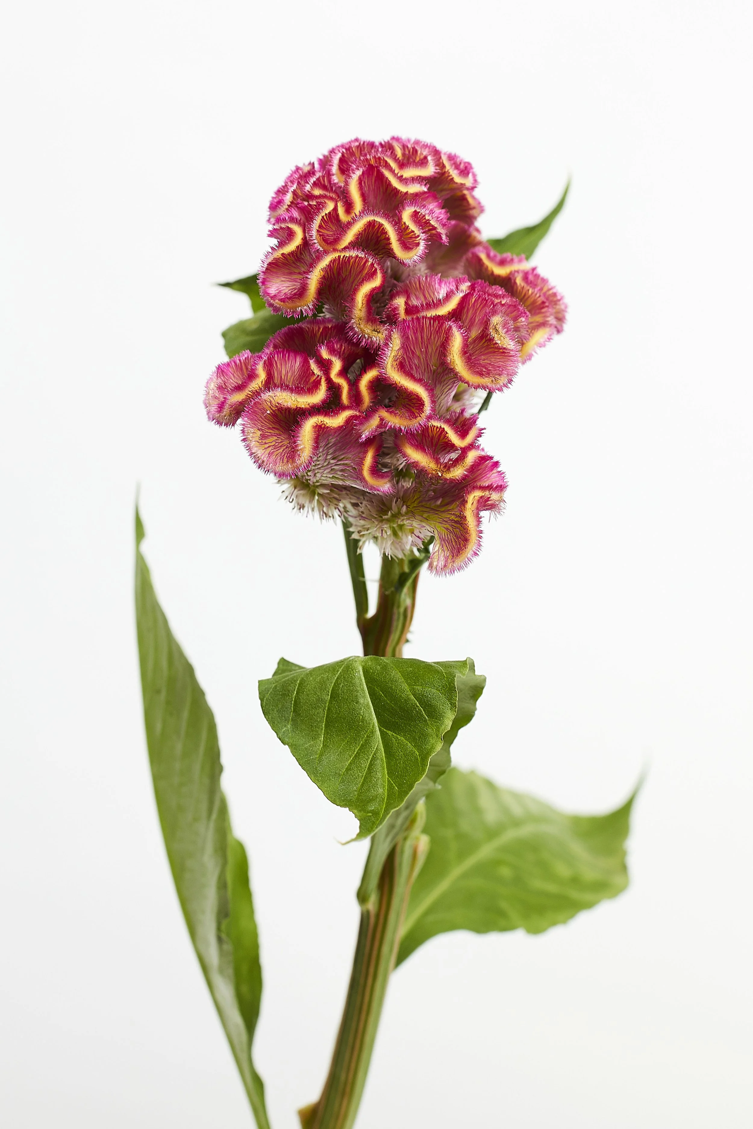 Floral display still life photography. Close up of a single flower with a soft focus. Photographed in a studio with a white background and studio flash lighting.