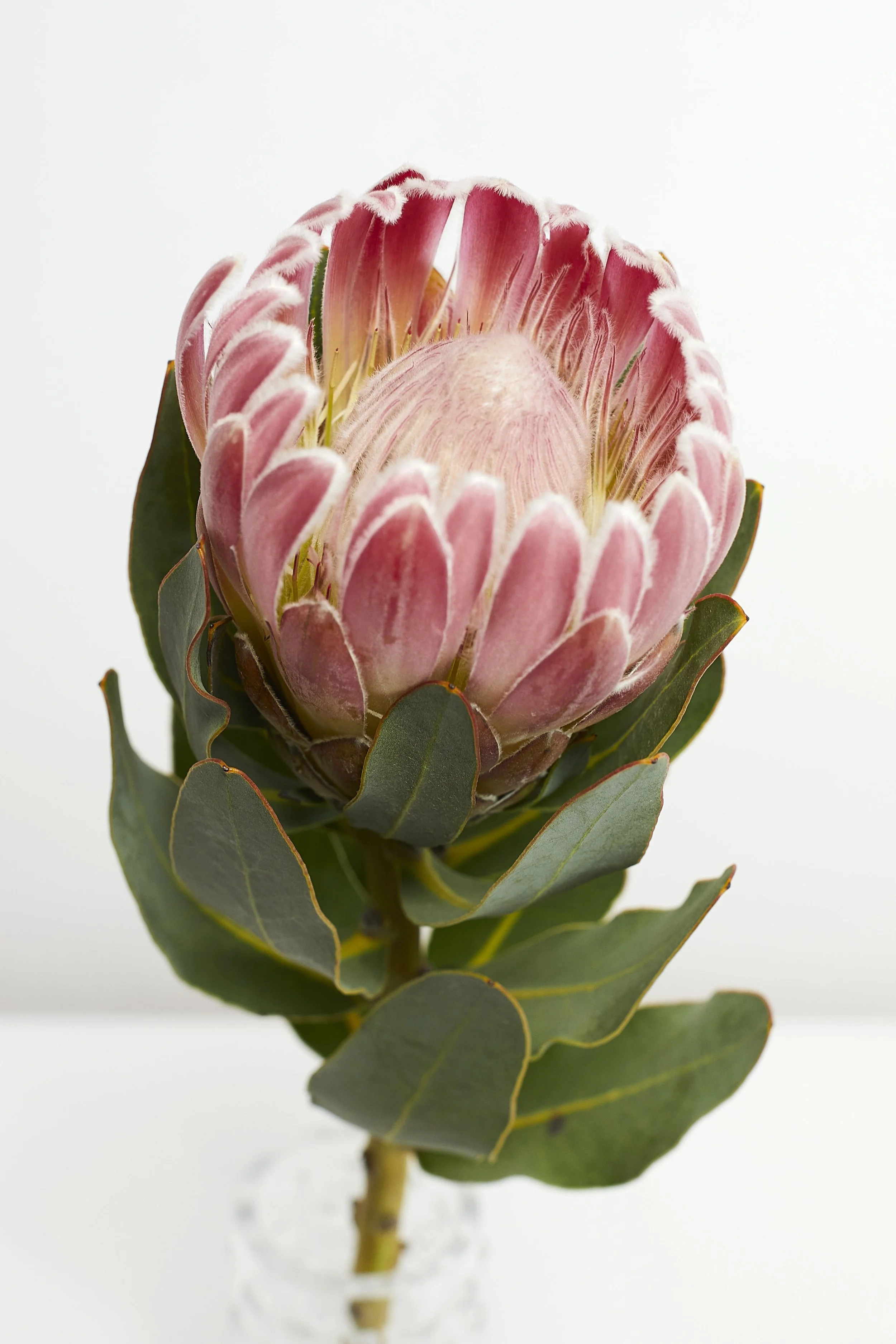 Floral display still life photography. Close up of a single flower with a soft focus. Photographed in a studio with a white background and studio flash lighting.