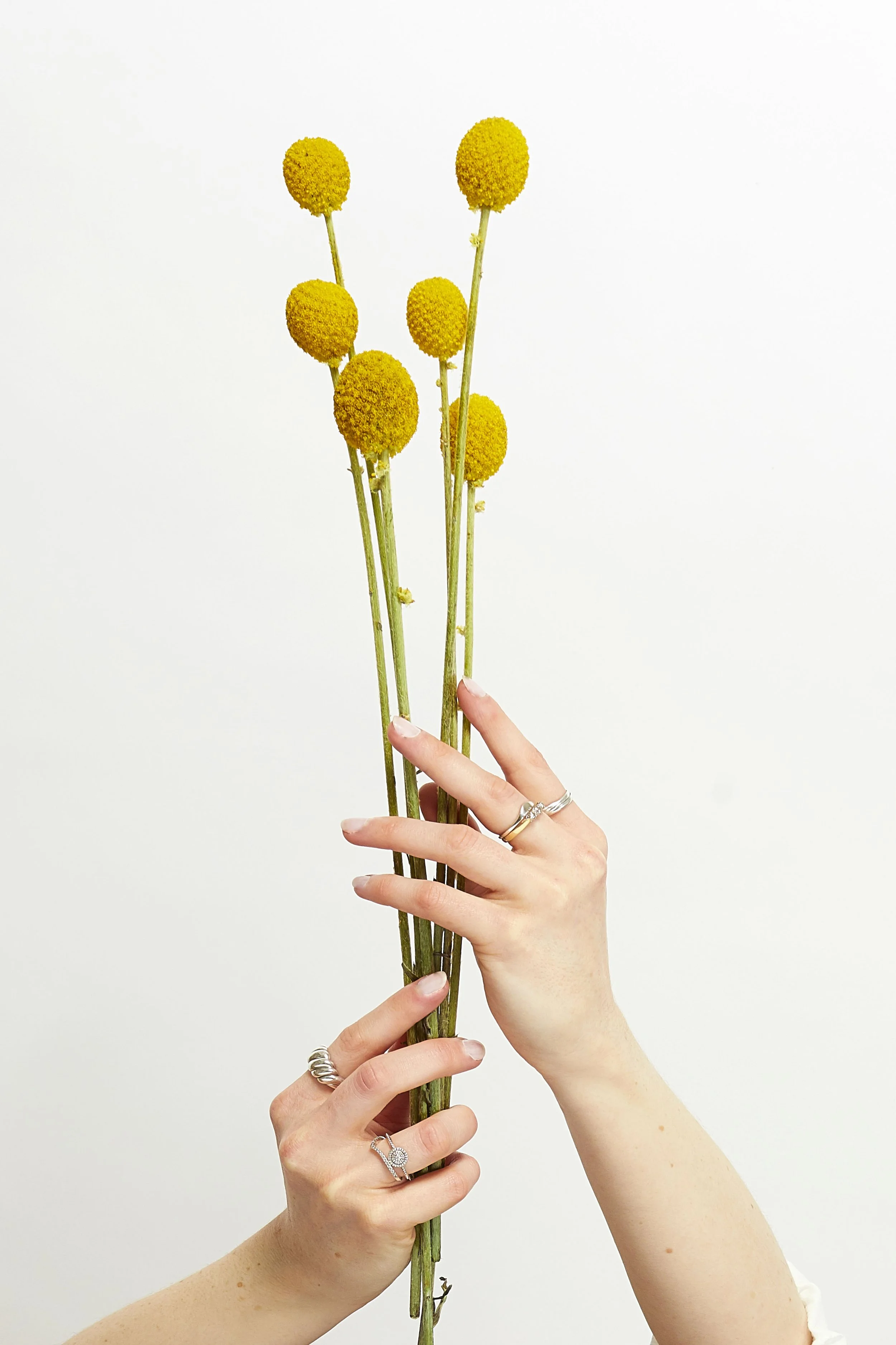 Hand posing with flowers in a photography studio. Editorial style photography with bright clean lighting. Simple composition flower and hand