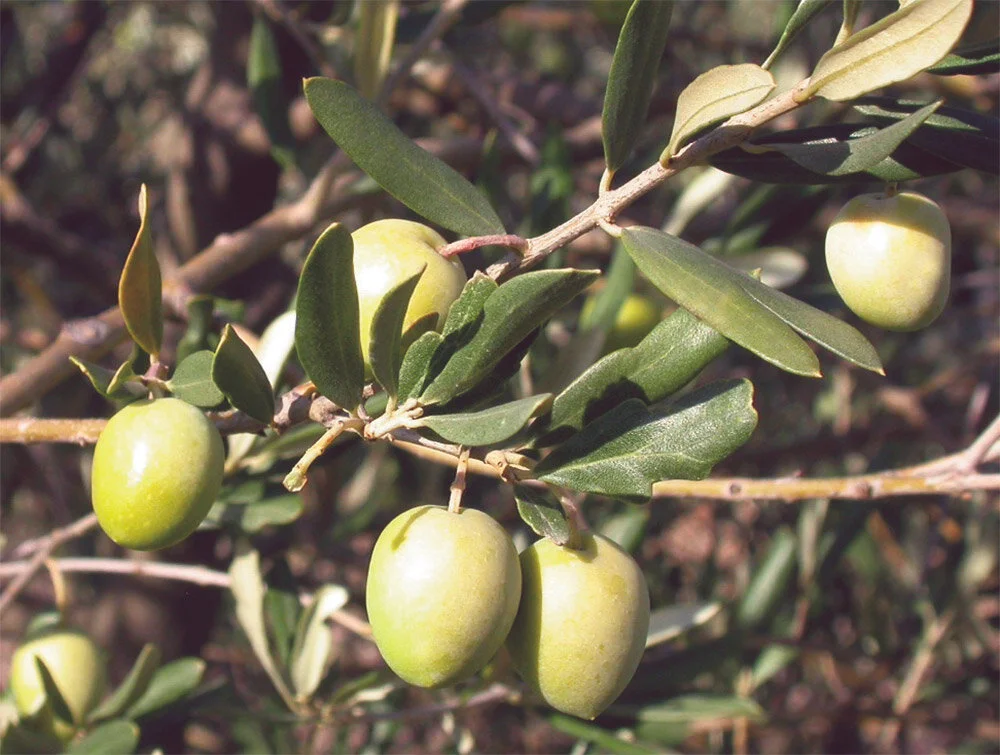 Nostrana_Brisighella-albero-di-olive-olivo-.jpg