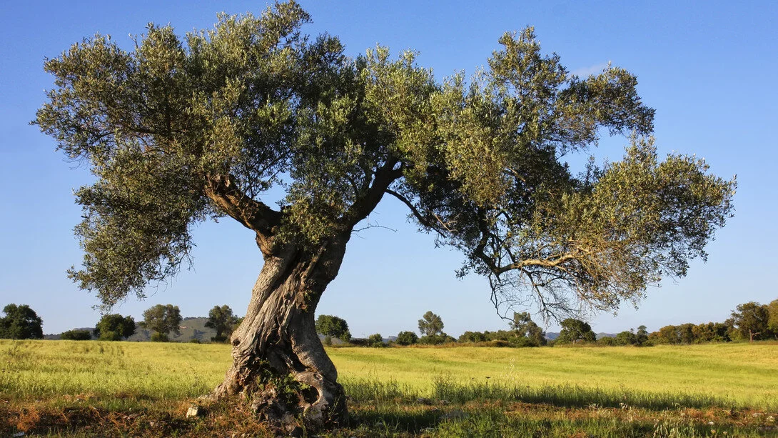 Olivi-in-Puglia.jpg