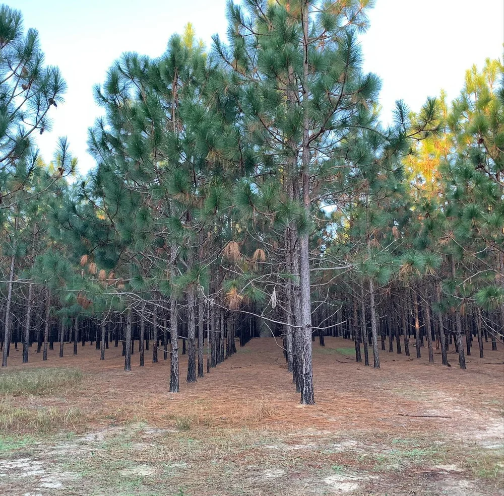 Longleaf Pine Straw Bale — (Cincinnati Pine Mulch LLC)