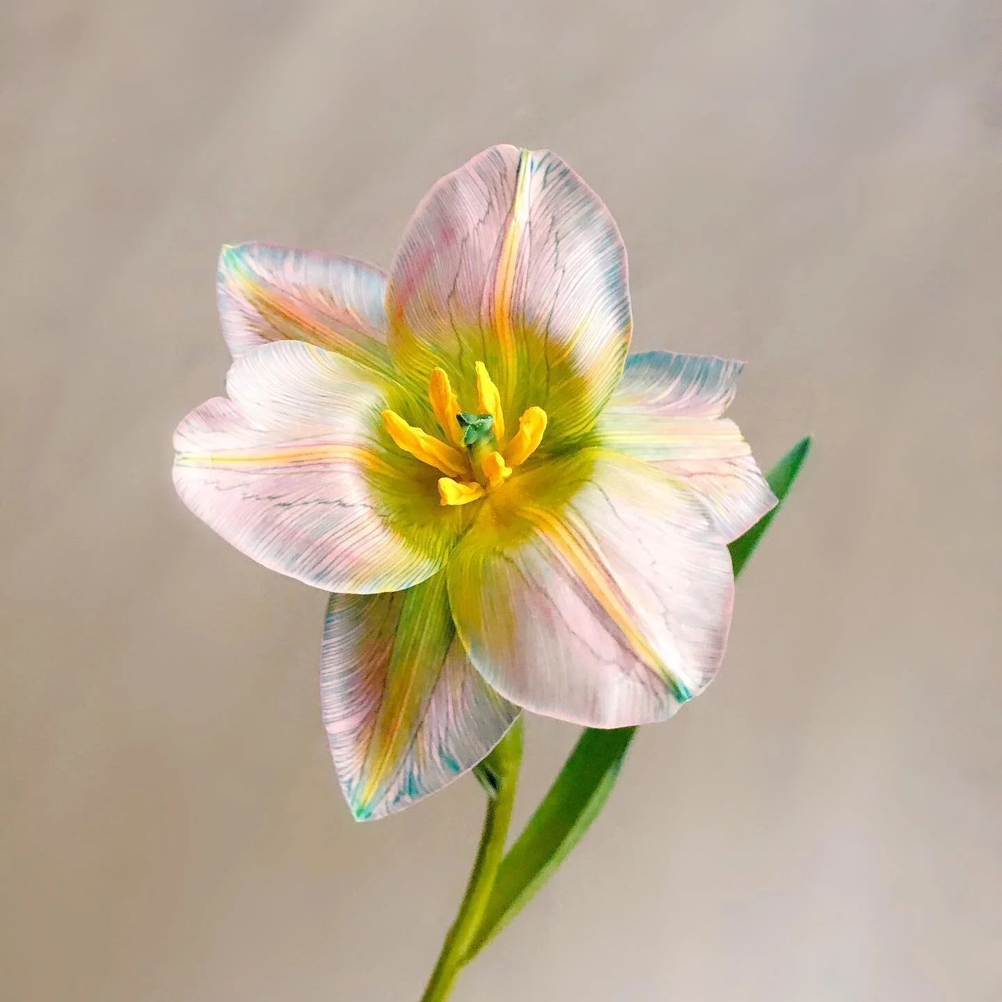 Sharing this mesmerizing Dutch &ldquo;bubblegum&rdquo; tulip in honor or the Netherlands&rsquo; National Tulip Day. Tulips are so much more versatile than expected and we love using them whenever possible in our wedding designs!