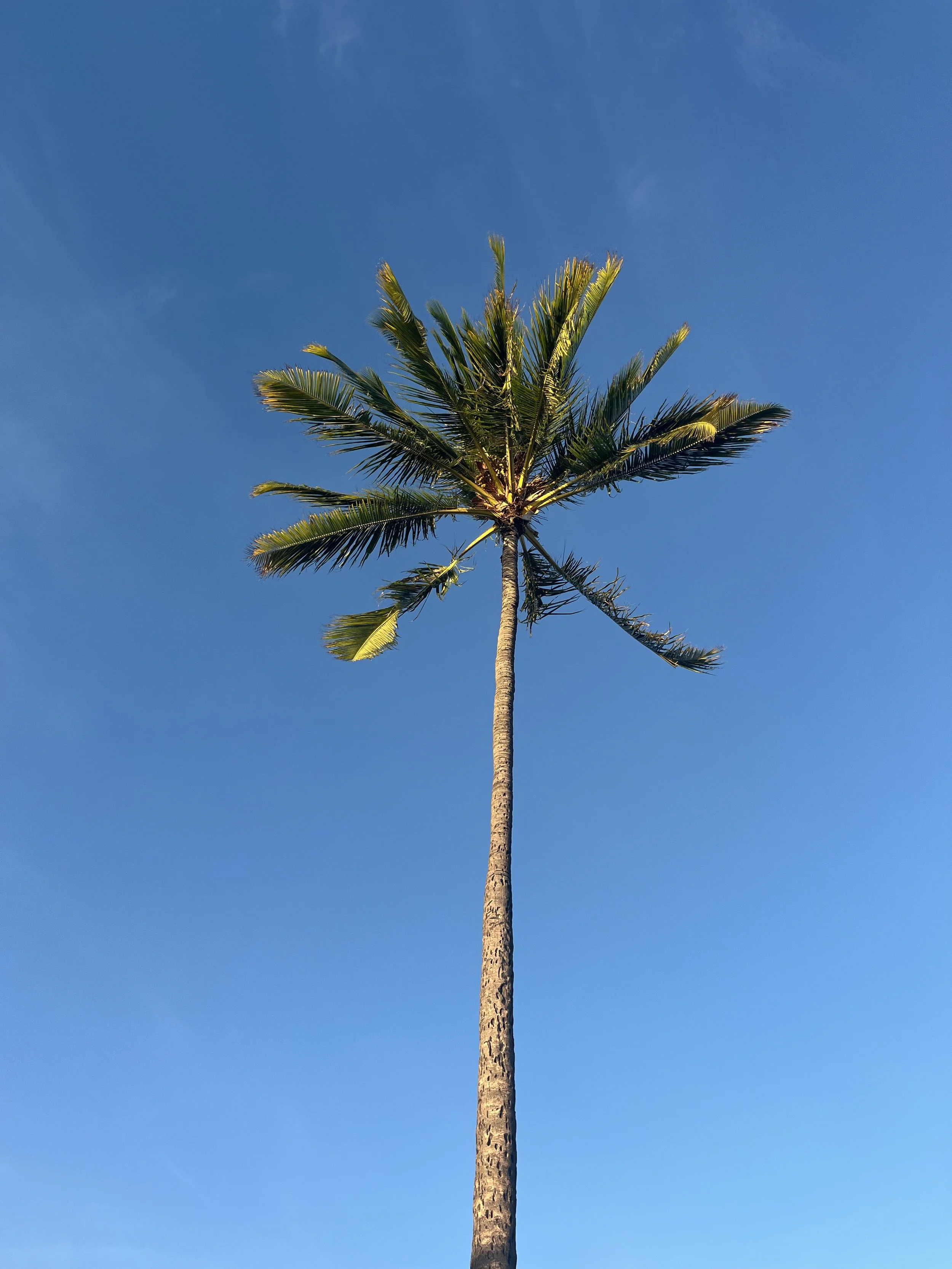 Photo of a palm tree against a blue sky