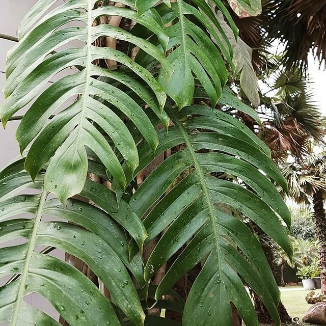 How gorgeous is this #monstera?? It grows up a tree trunk at one of my favorite container factories in Vietnam. I was lucky enough to go there many times over the years and I always stopped to say hi to him on our way in and out of the office.
.
.
.
