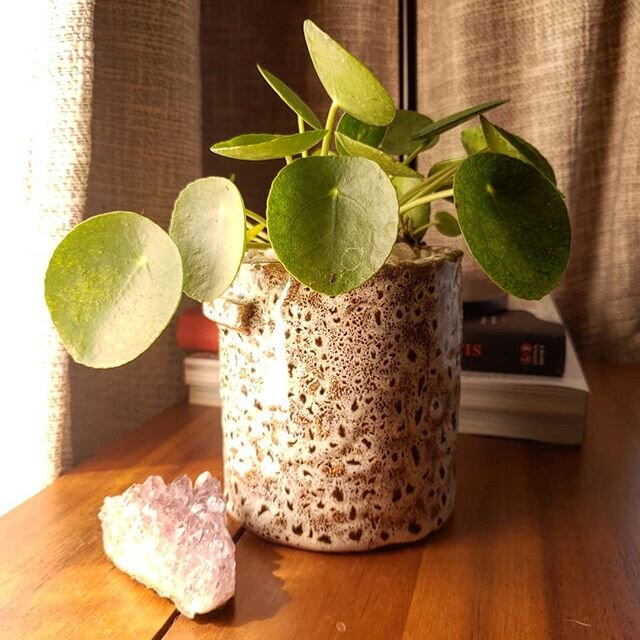 ⚡Recharging⚡Do you know why #pileapeperomioides is also called the friendship plant?
.
.
.
Because it produces tons of little baby plants you can cut off, root out, and give to your friends!
.
.
.
Good vibes all around ❤️❤️❤️
.
.
.
.
.
#wildviolettx 