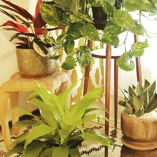 I searched the entire internet for plant shops, and posted my first group of 5 on the blog!
.
.
These 5 are great for all kinds of reasons: gifting, pricing, uniqueness, selection, and care information.
.
.
Click the link in bio or visit wildviolet.c