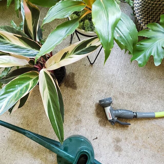 A happy reminder to water your plants! What day is your watering day?
.
.
.
Is important to establish a watering day every week. It&quot;s less likely that you'll over or under water. You'll really start to get to know your plants too!
.
.
.
All of t