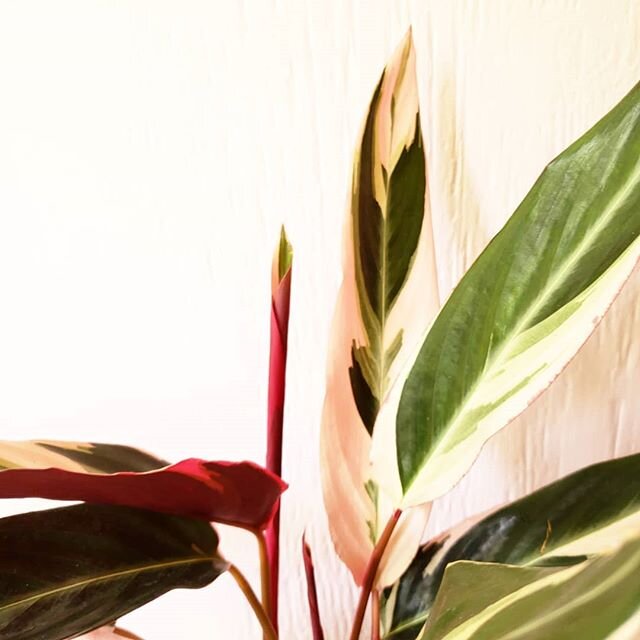 🌿🌿 Virtual Services! 🌿🌿
I'd LOVE to help you with your plants!! I can do that in a few different ways virtually. Read below or click The Latest (link in bio) for details!
. .
If you've got a question or two about your plants, or houseplants in ge