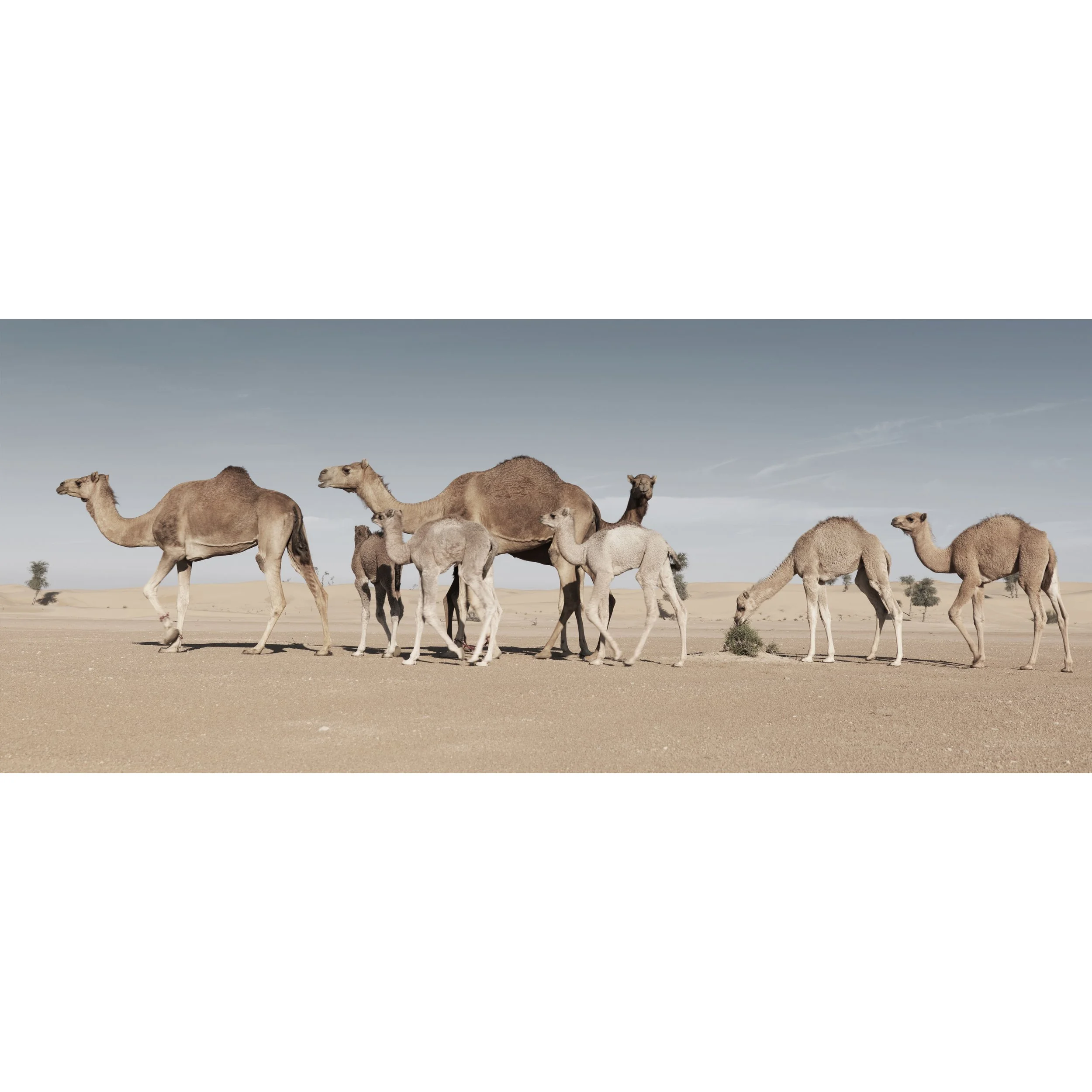 Camel Counting Song 9 0050.jpg