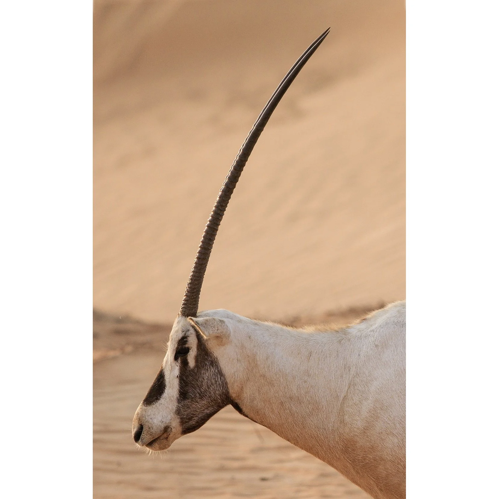 Oryx 0007.jpg