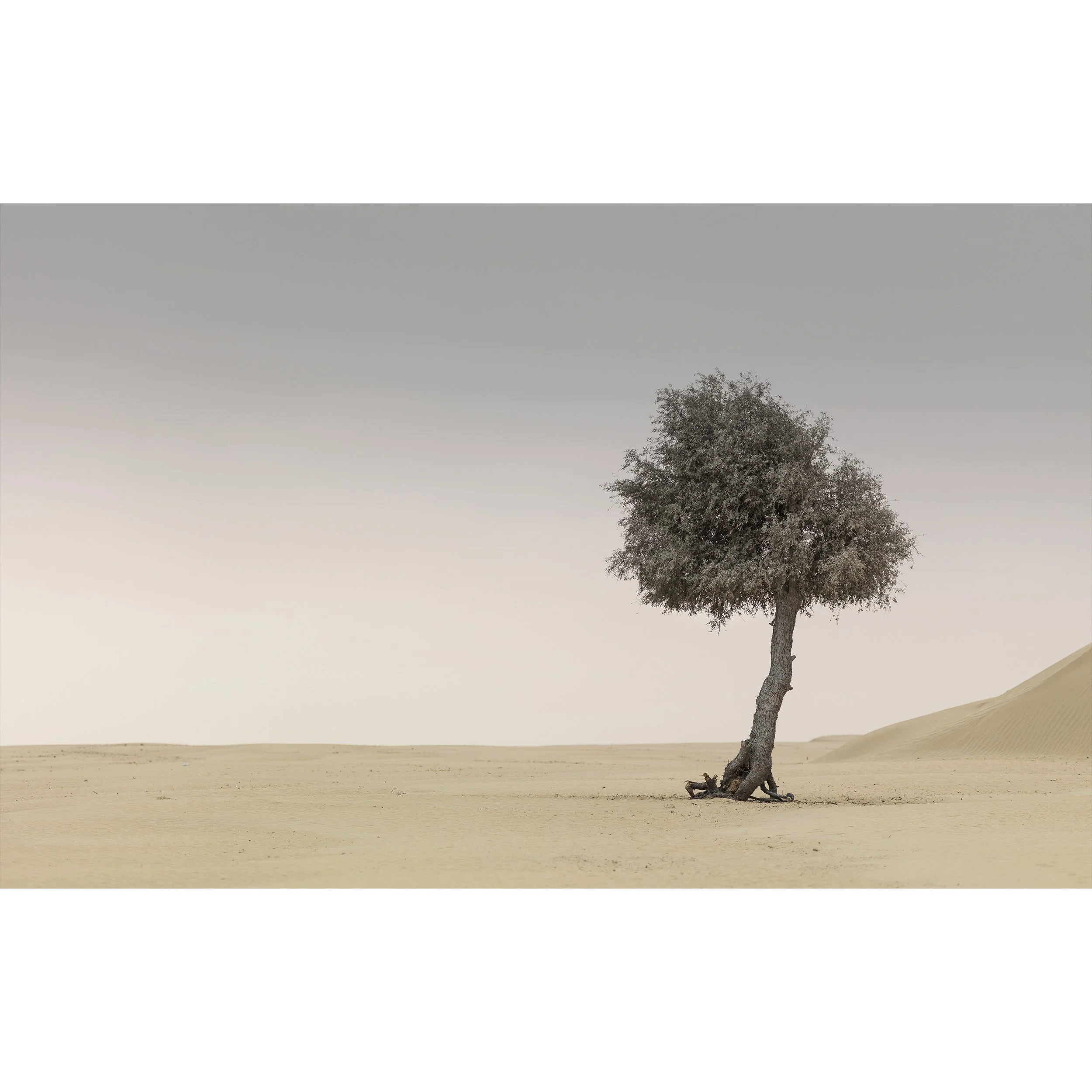 Ghaff Trees 0004 2.jpg