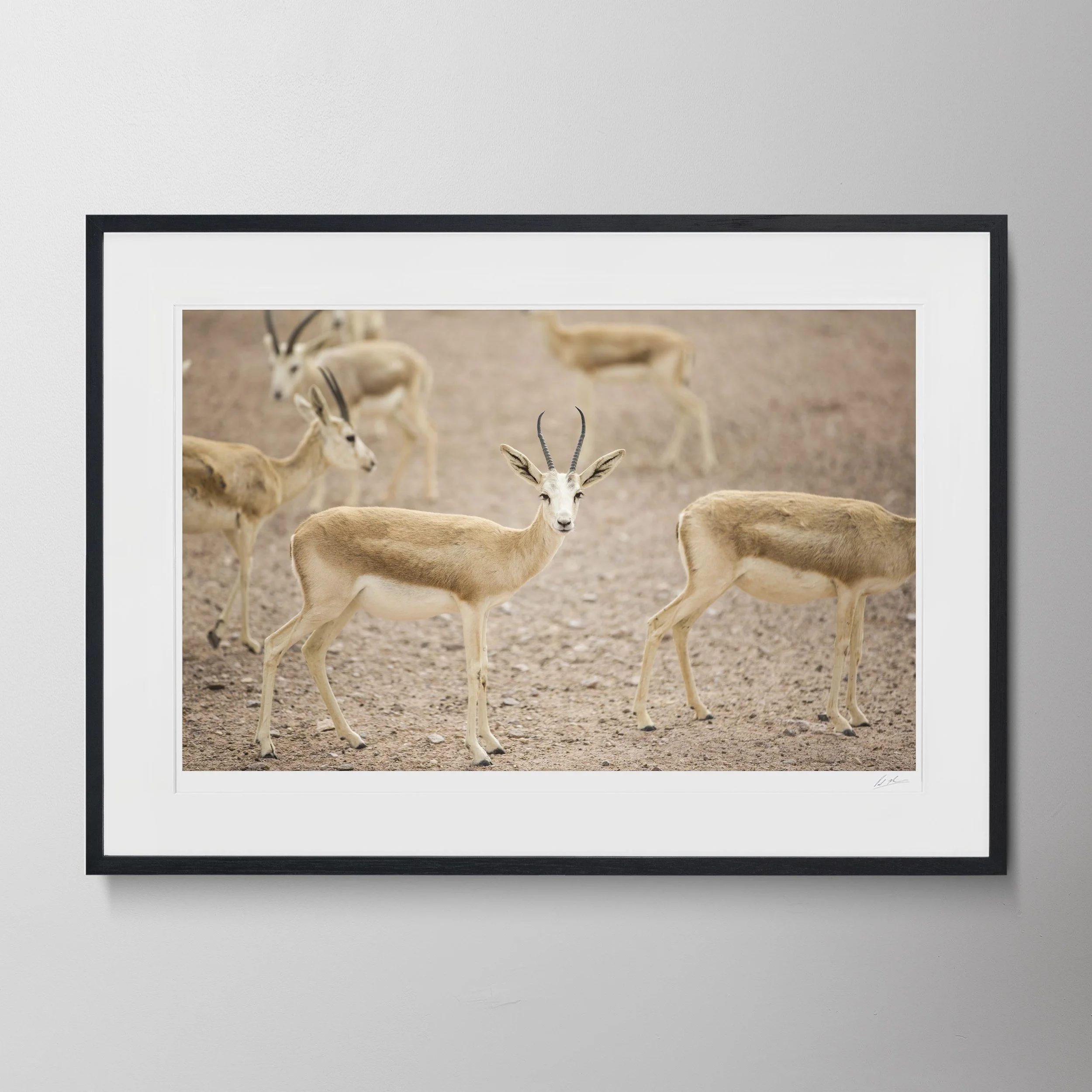 Black Landscape-Gazelle 01.jpg