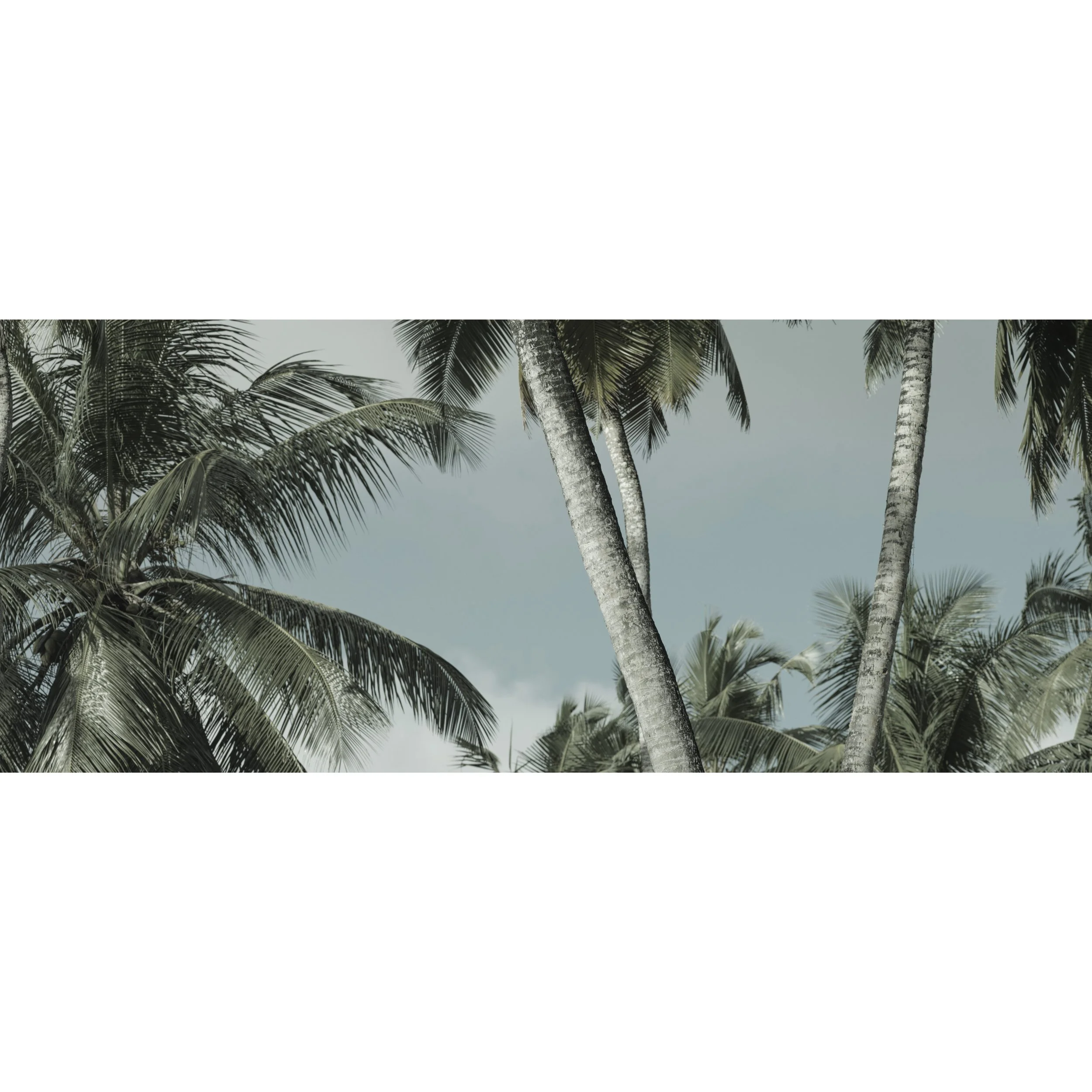 Palm Trees, Baie Lazare Seychelles_0020.jpg