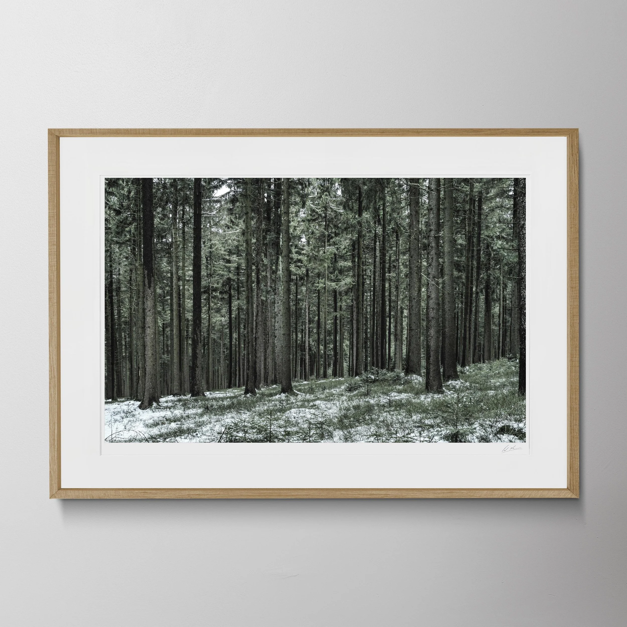 Oak Landscape-Bavarian Trees_0007 2.jpg