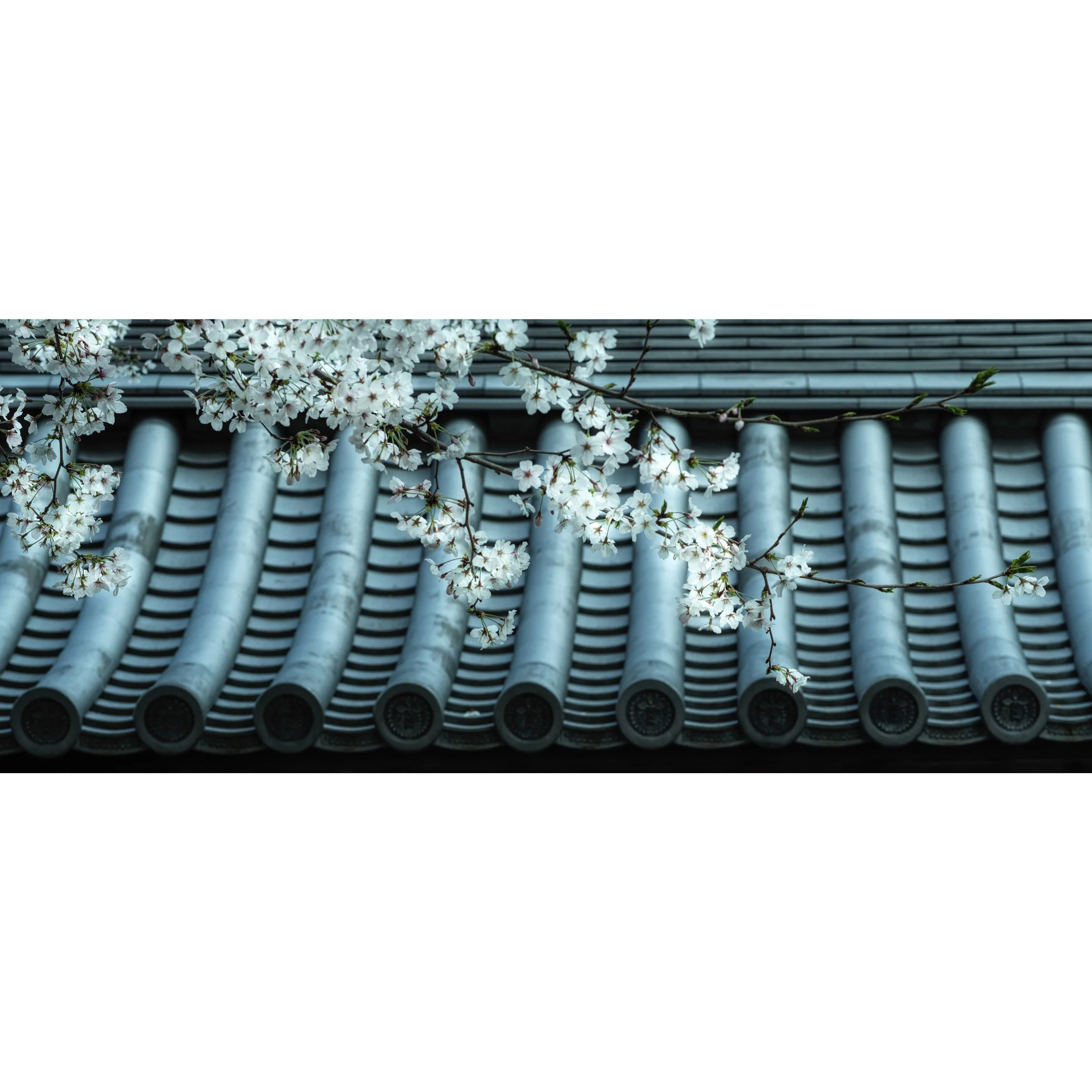 Kyoto Temple and Blossom_0019.jpg