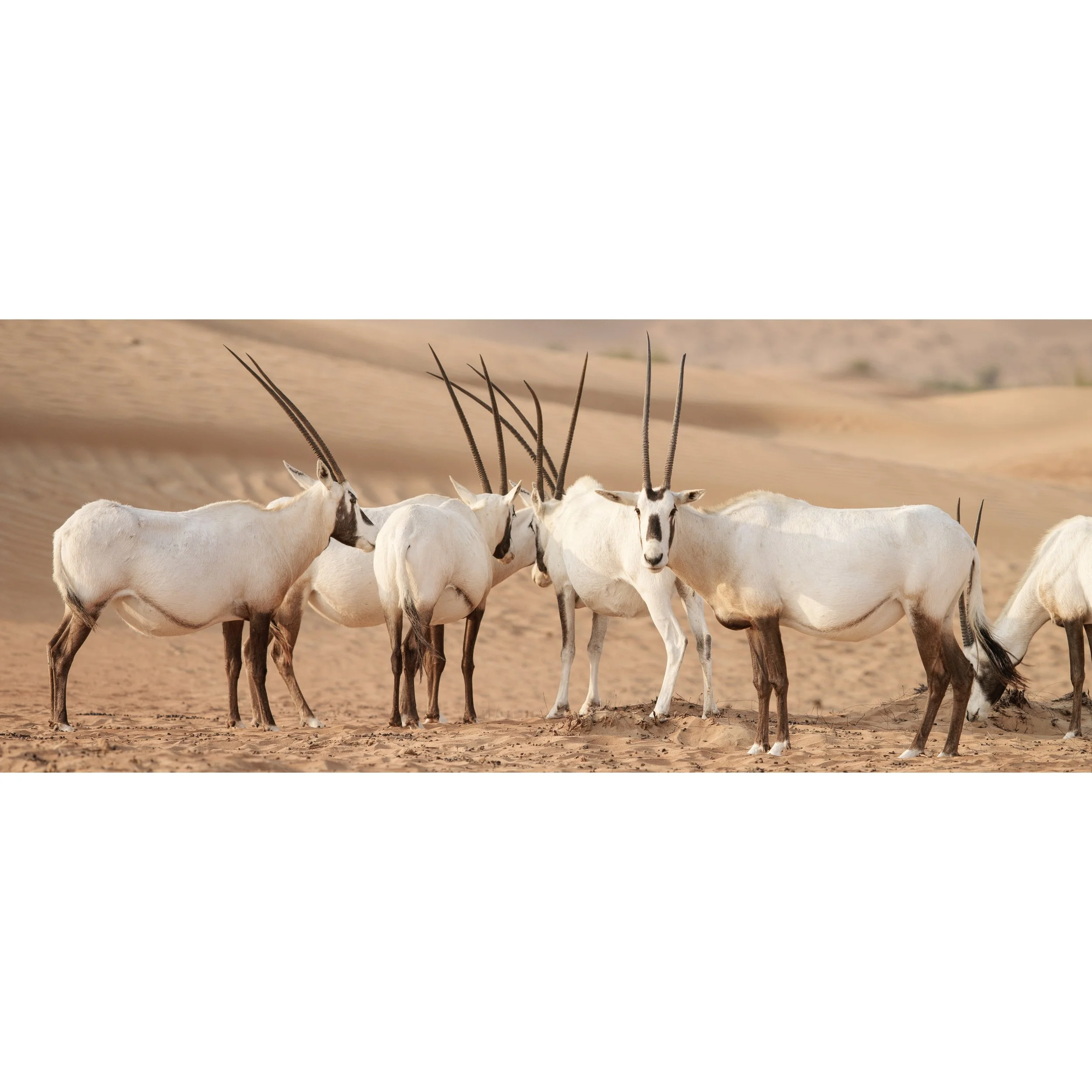 Oryx 0001.jpg