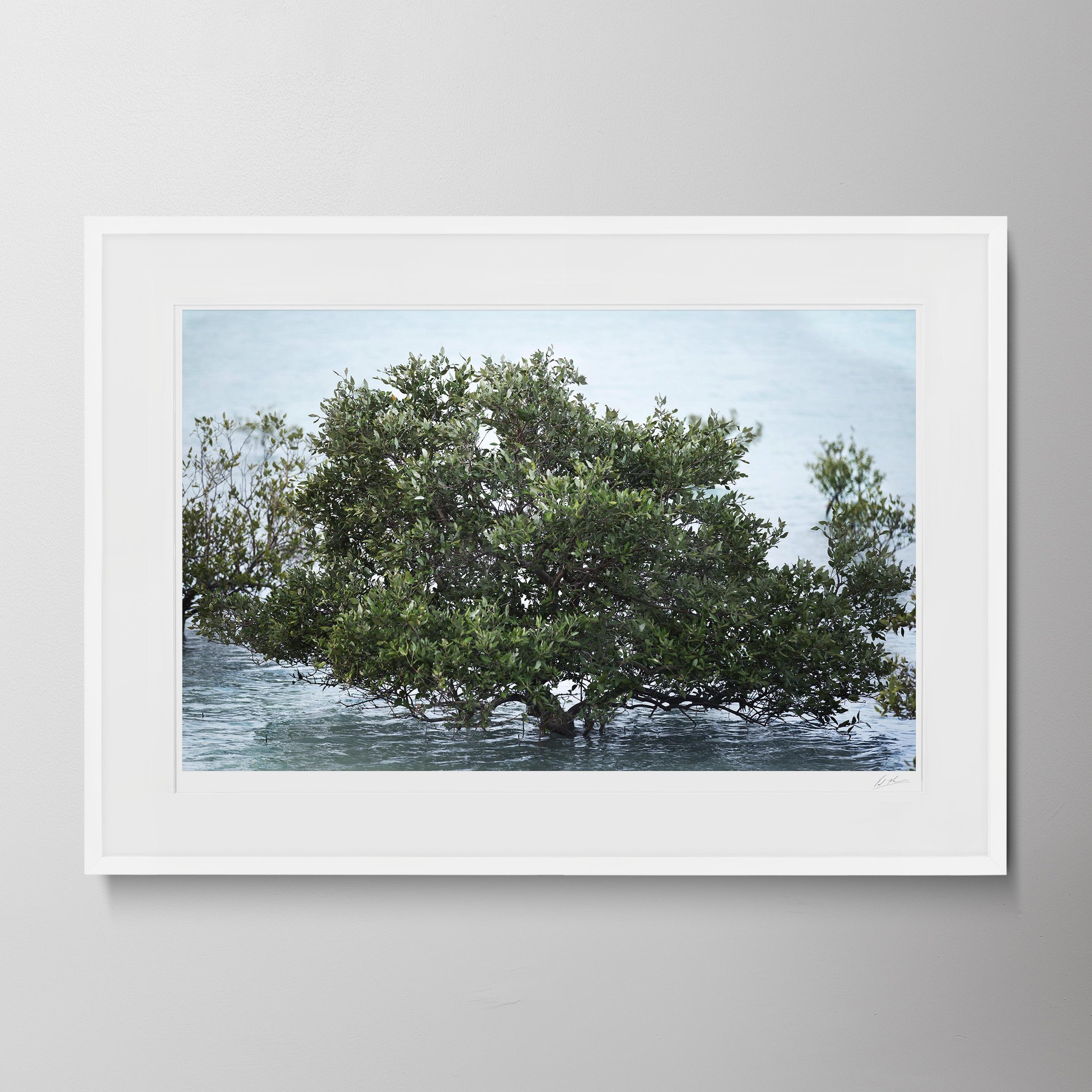 White Landscape-Al Yamm Mangroves 18.jpg