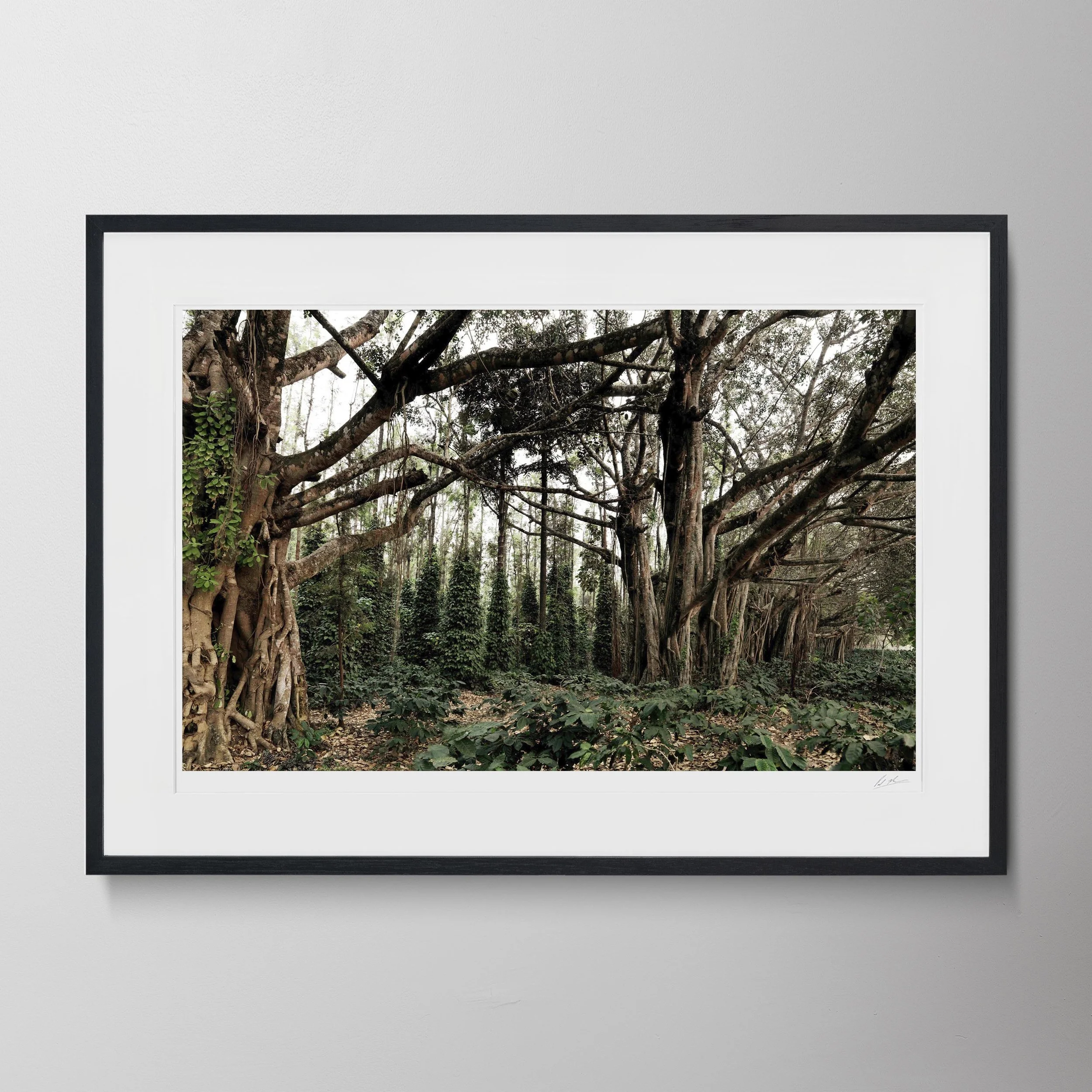 Black Landscape-Banyan Tree_0009.jpg