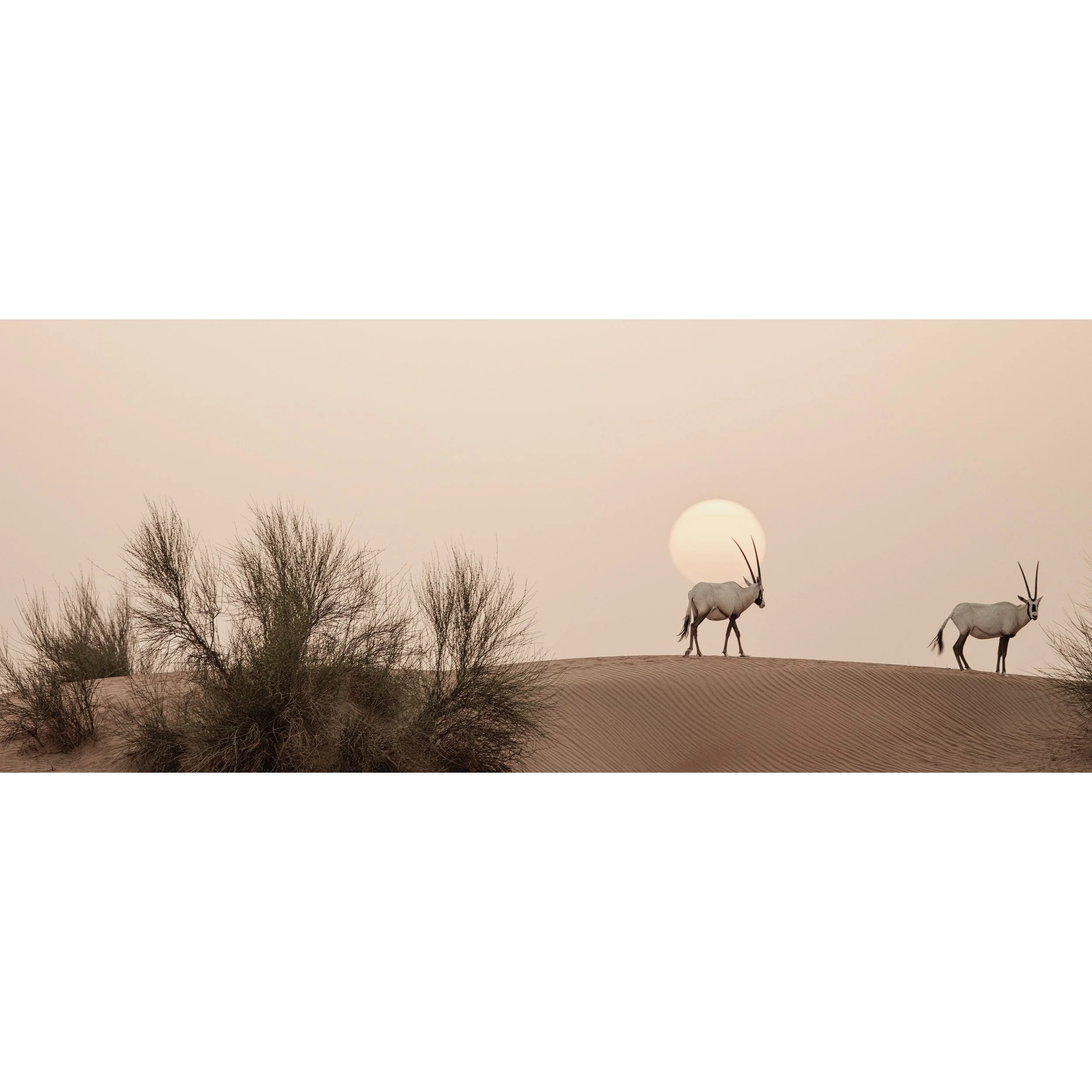 Oryx 0035.jpg