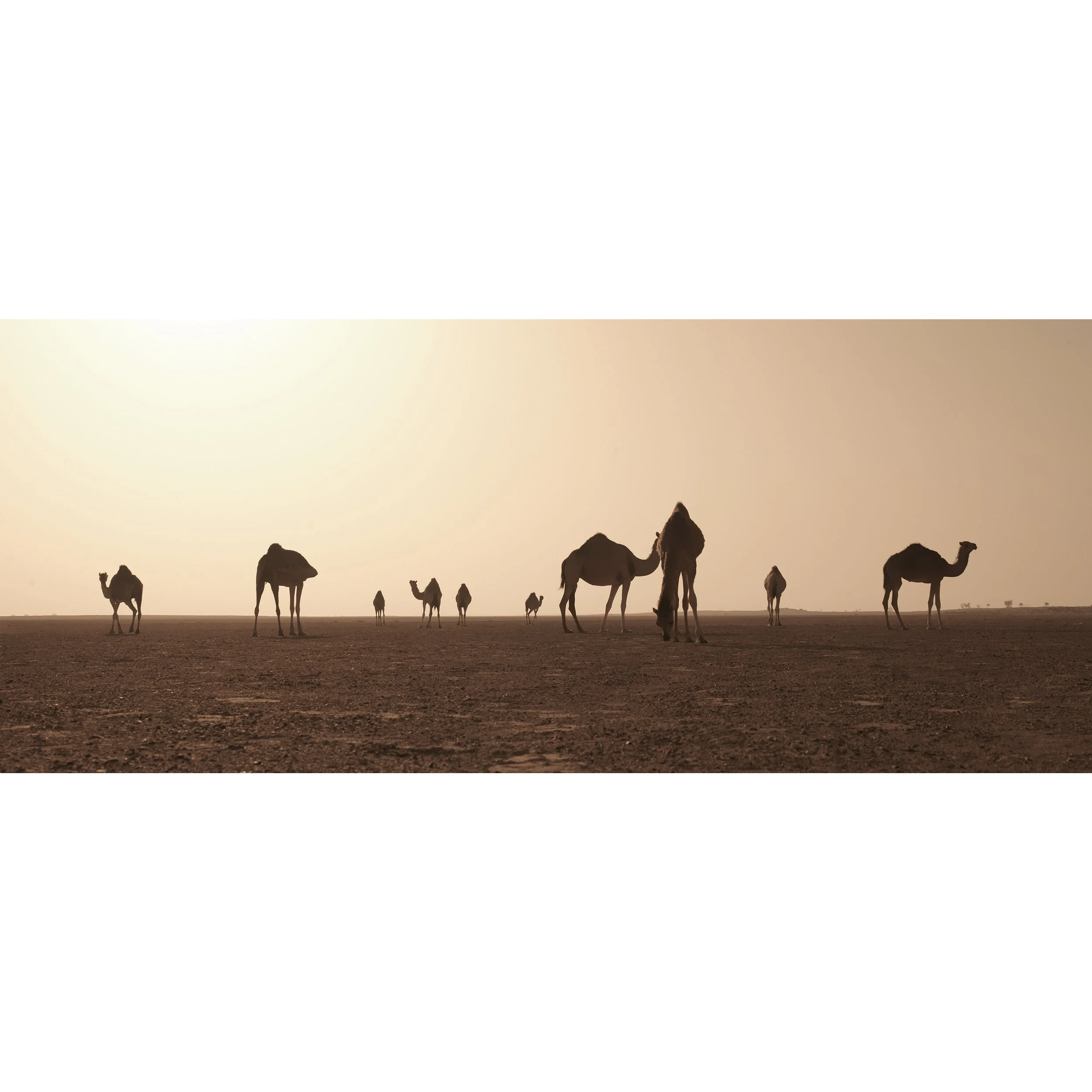 Camel Counting 3 0022.jpg