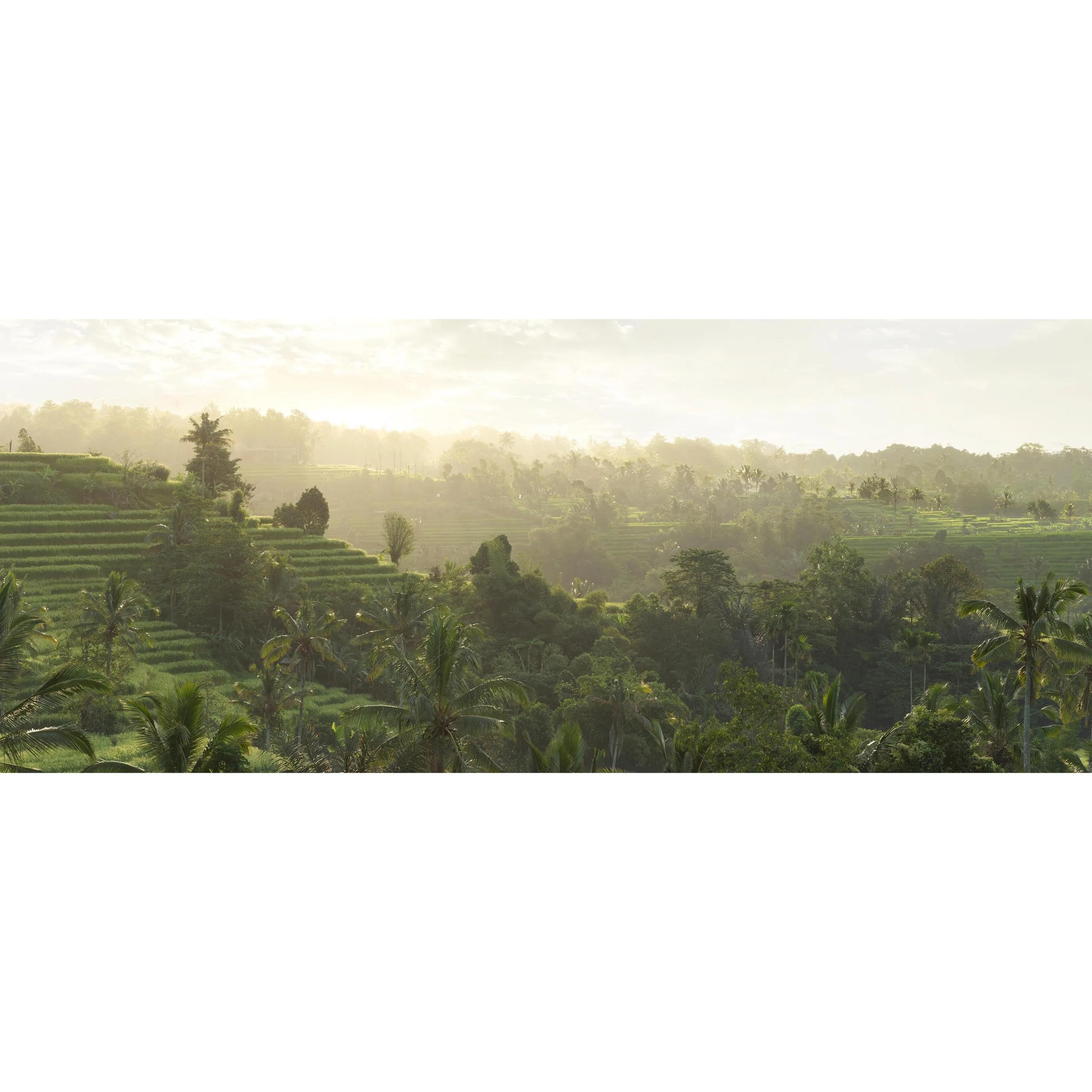 Rice Fields Bali_0022.jpg