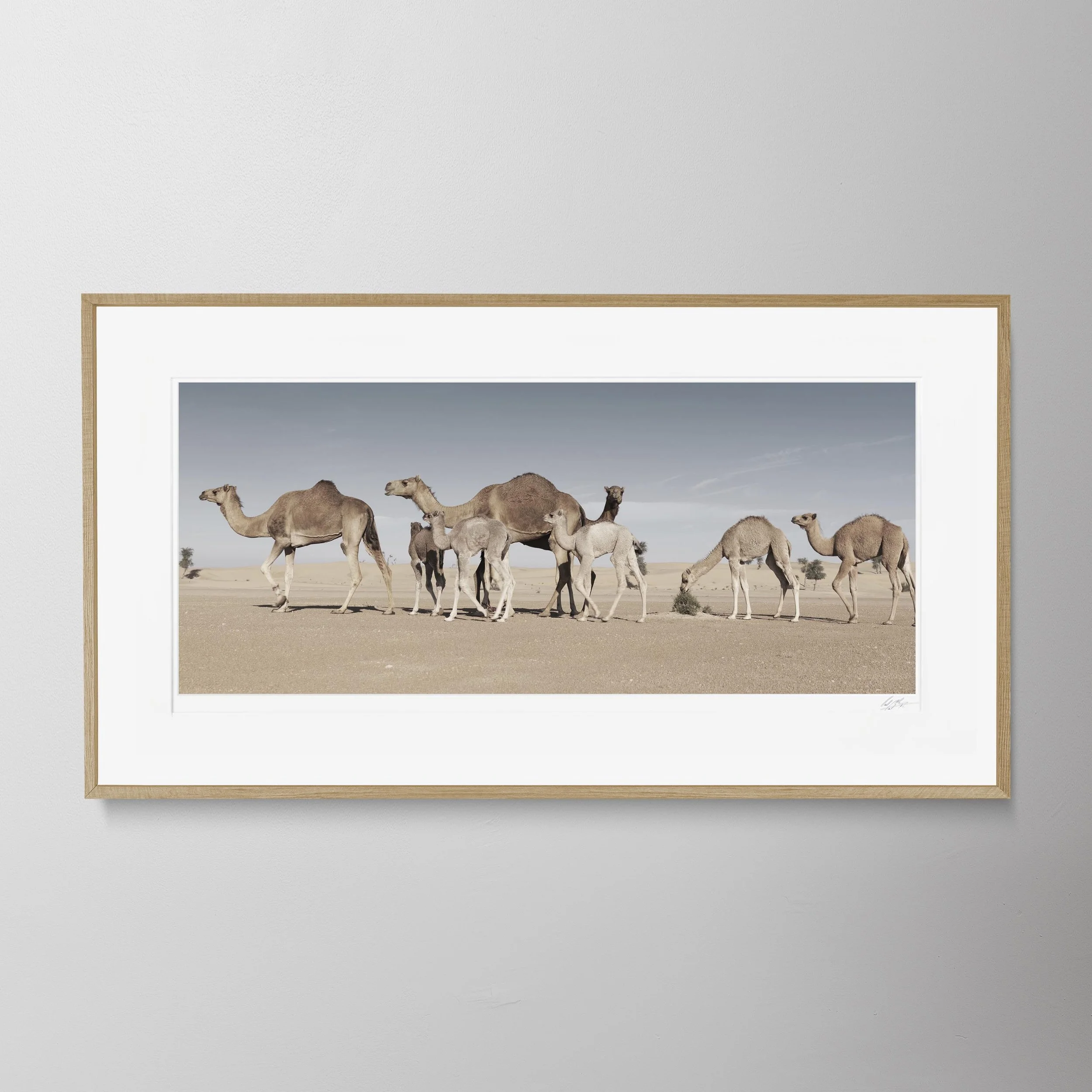 Oak Panorama-Camel Counting Song 9 0050.jpg