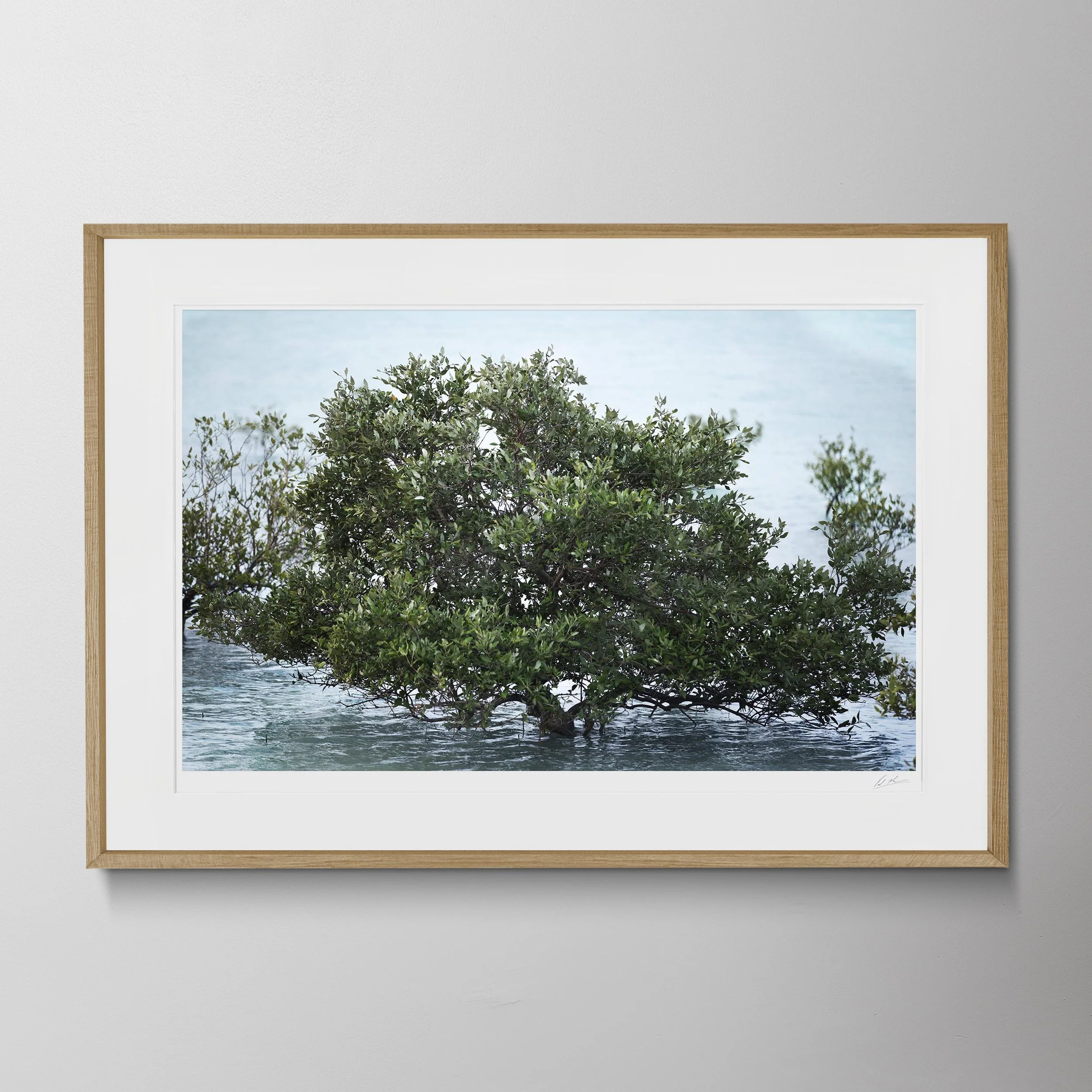 Oak Landscape-Al Yamm Mangroves 18.jpg