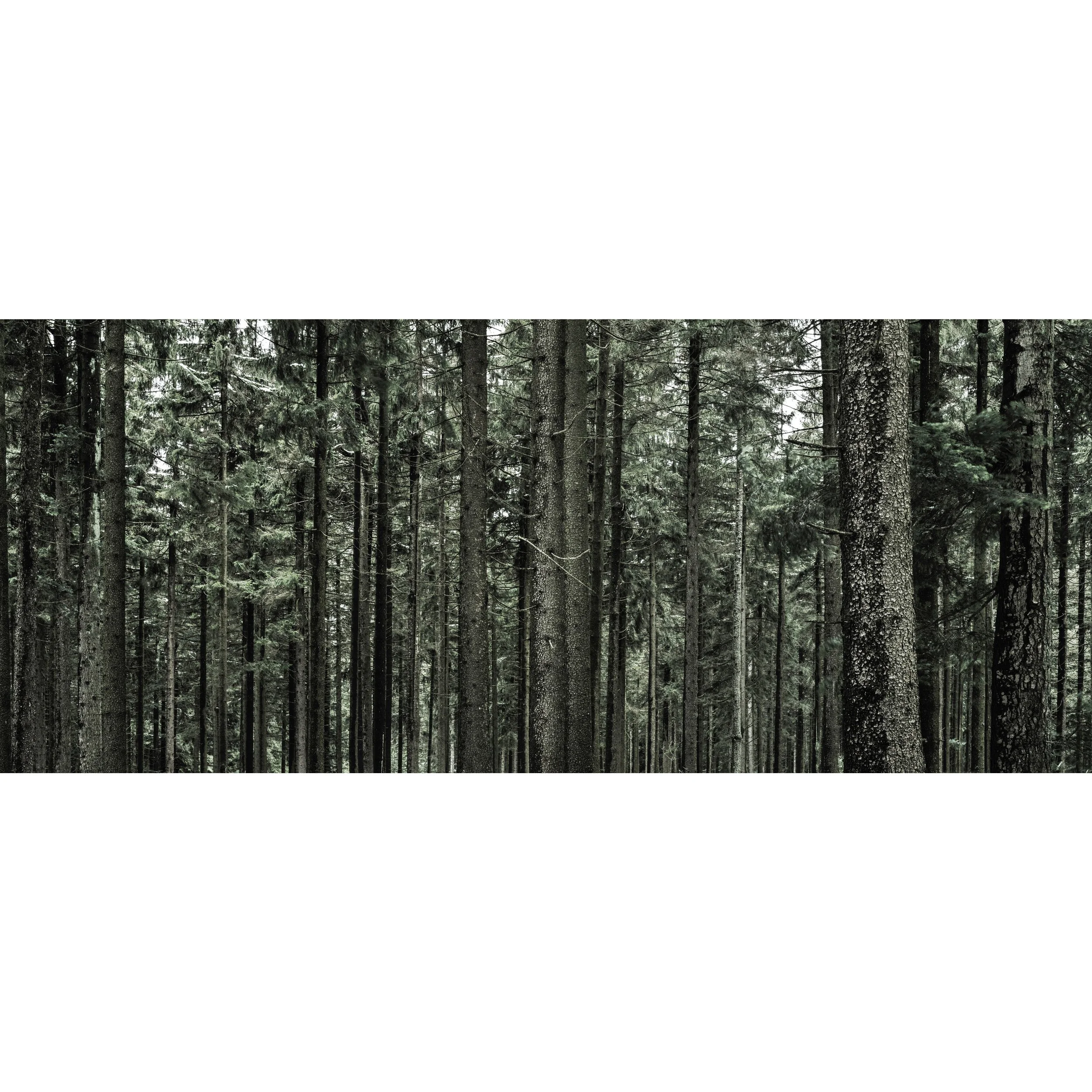 Bavarian Trees_0011 2.jpg