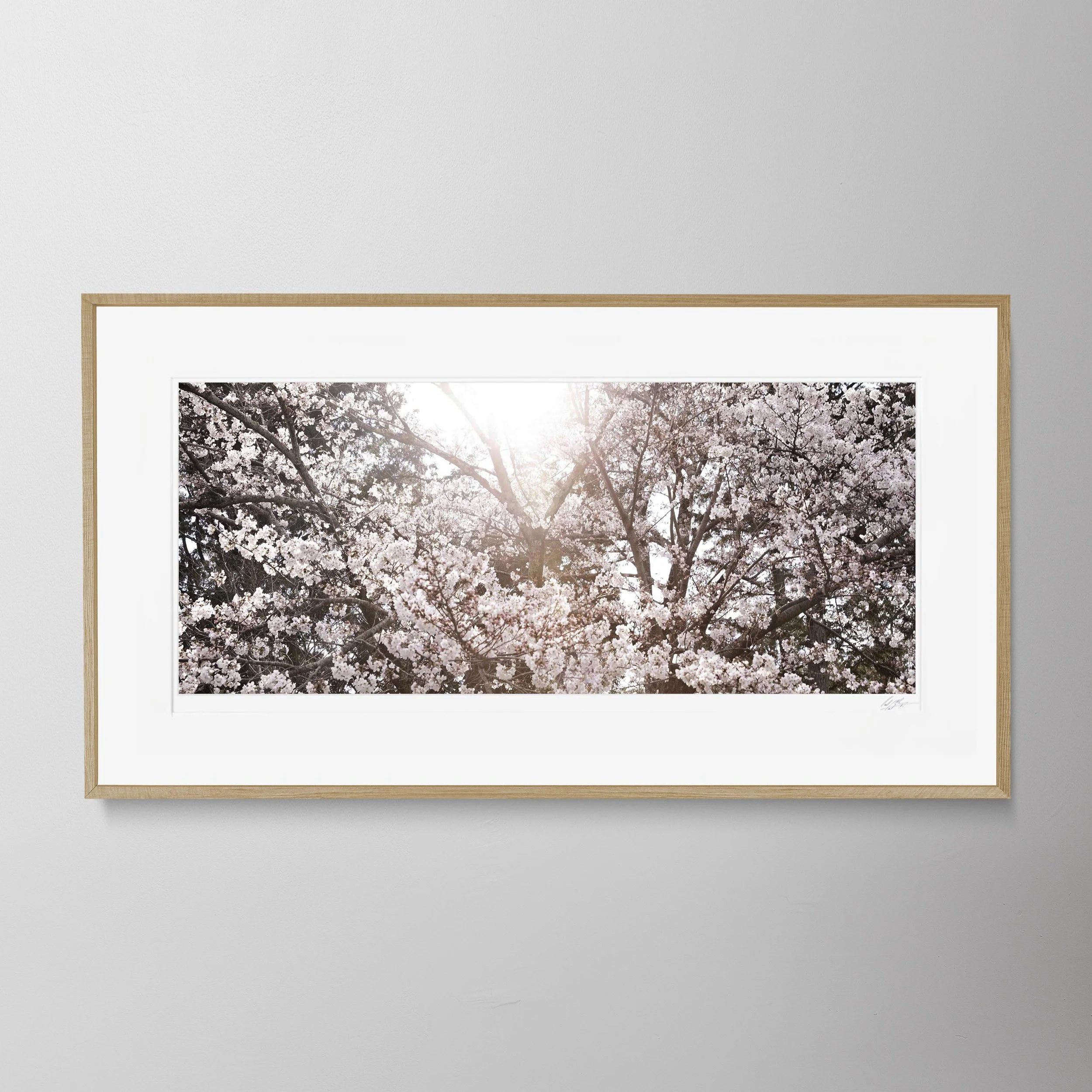 Oak Panorama-Kyoto Blossom 15.jpg