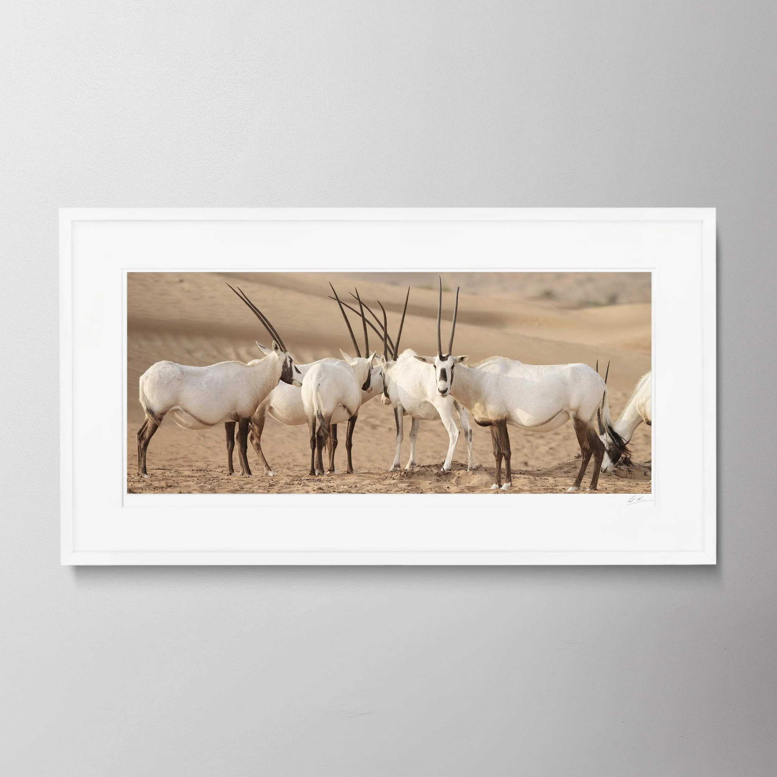 White Panorama-Oryx 0001.jpg